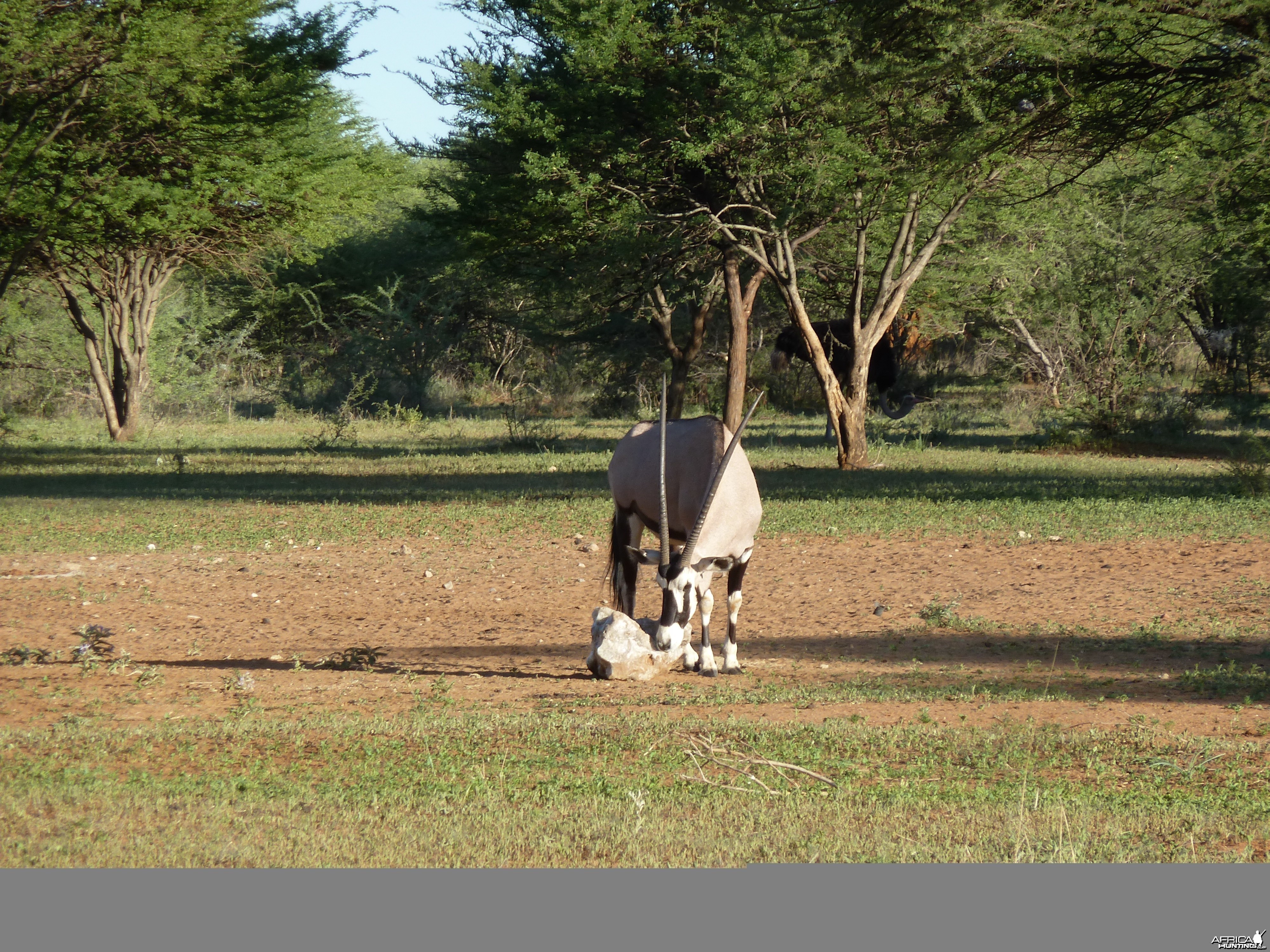 Gemsbok Namibia