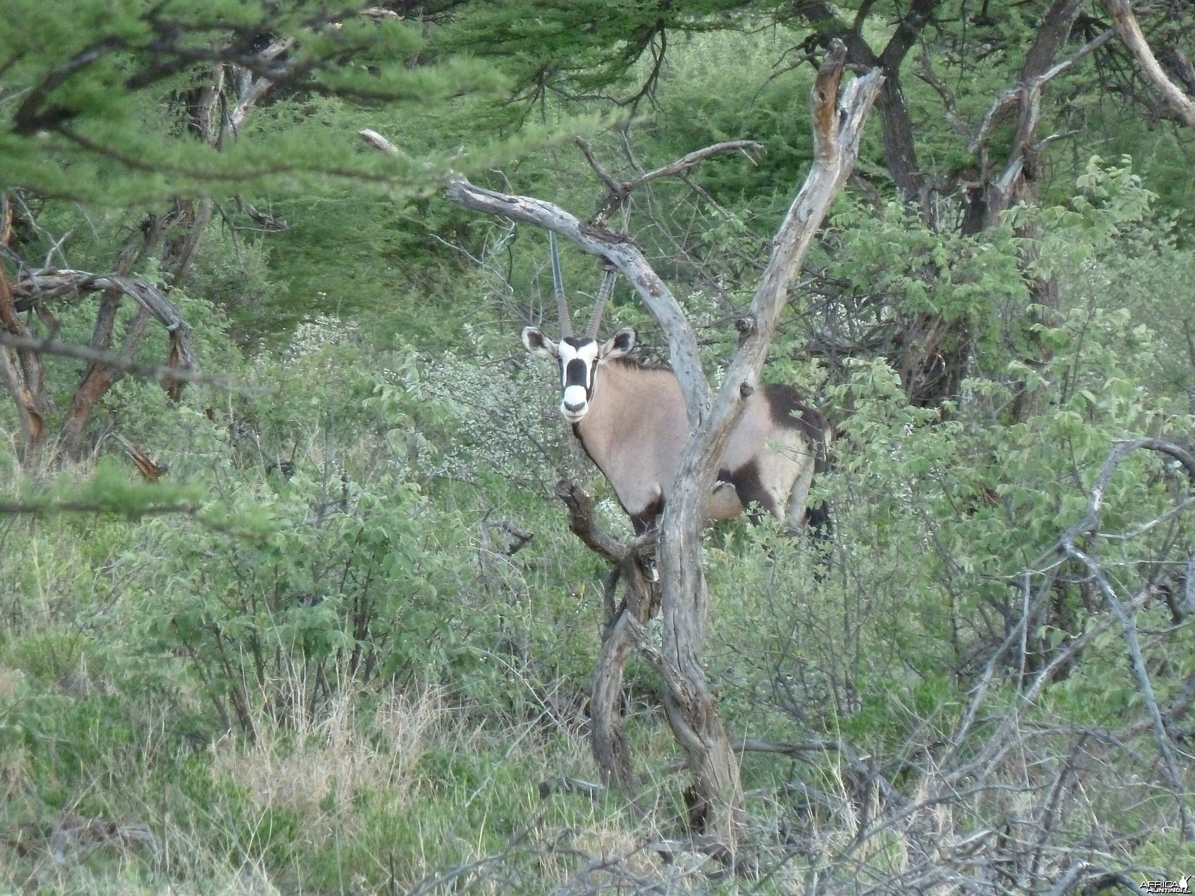 Gemsbok Namibia