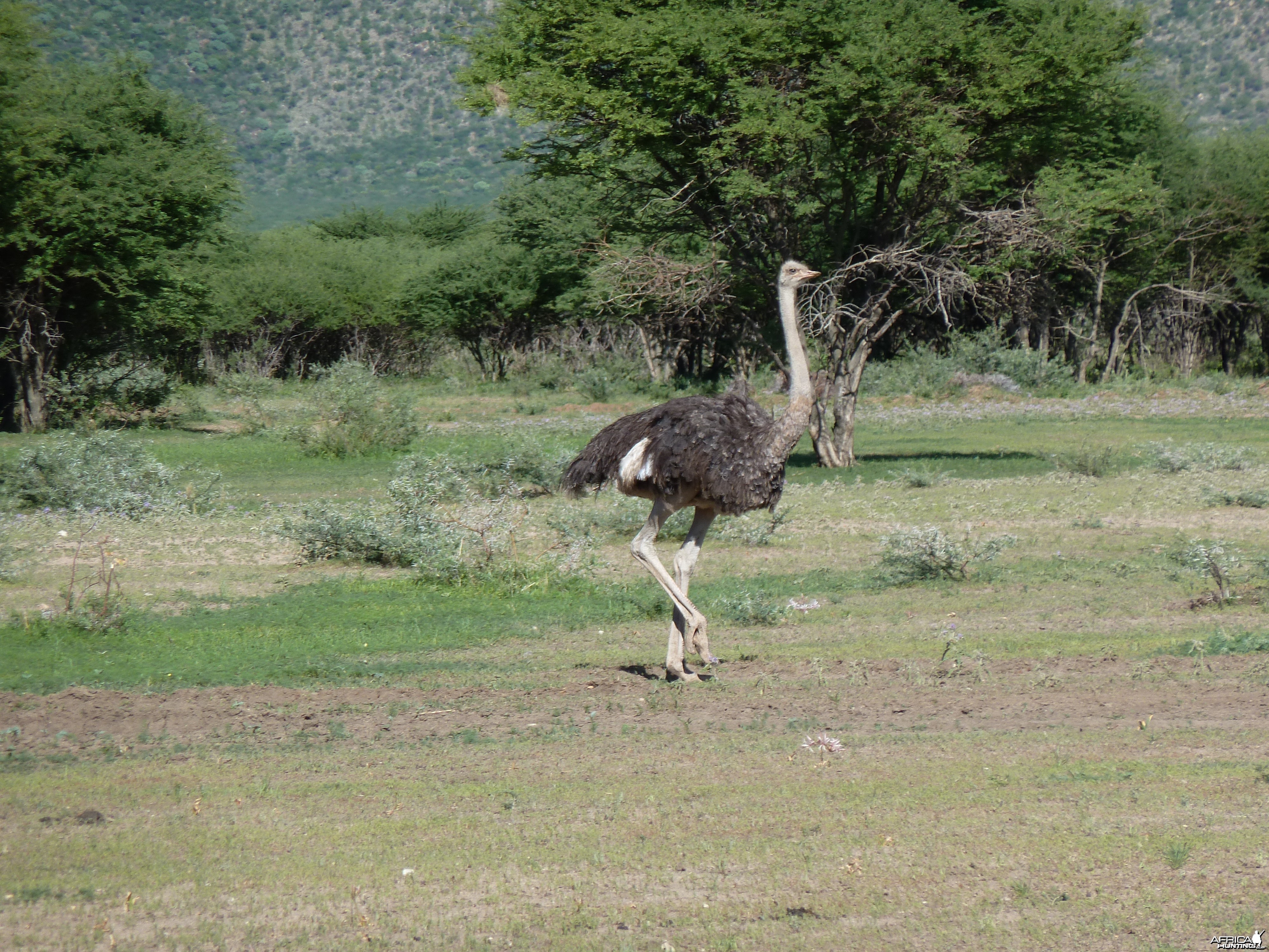 Ostrich Namibia