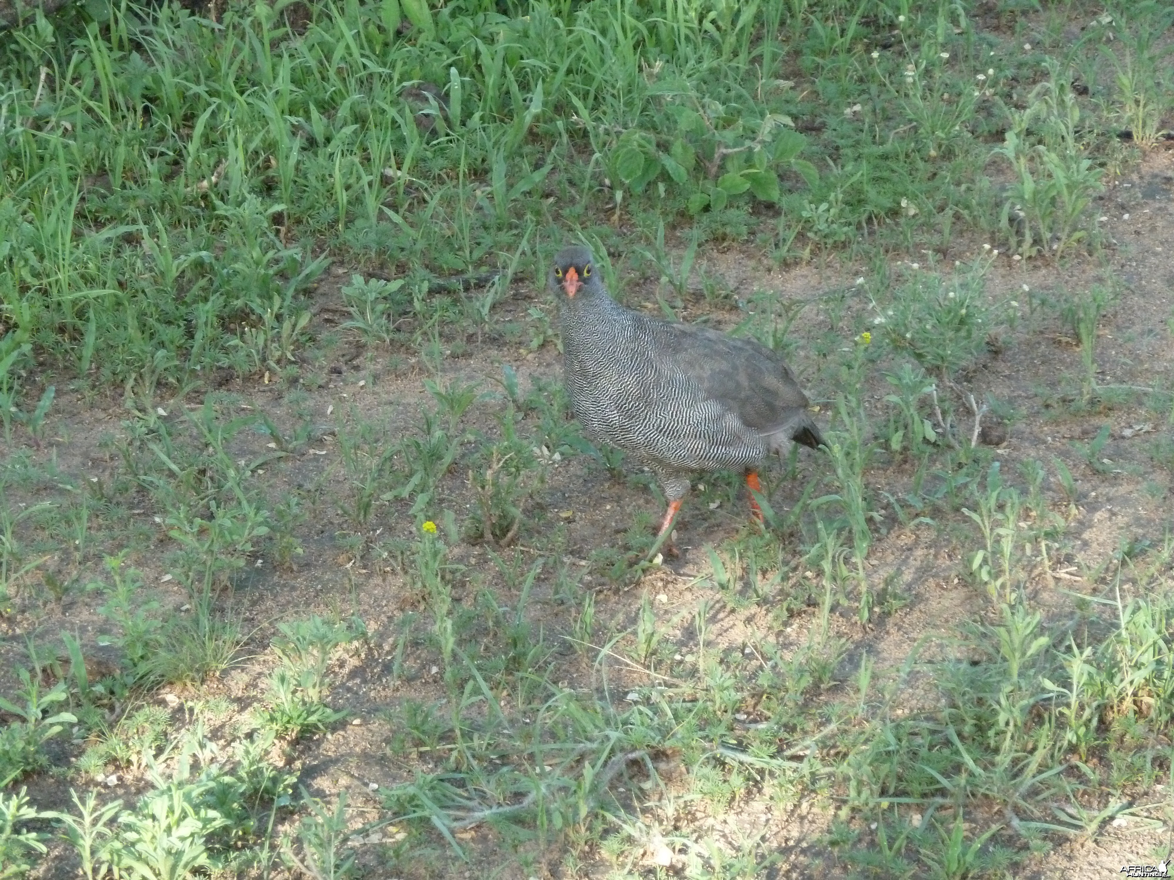 Francolin Namibia