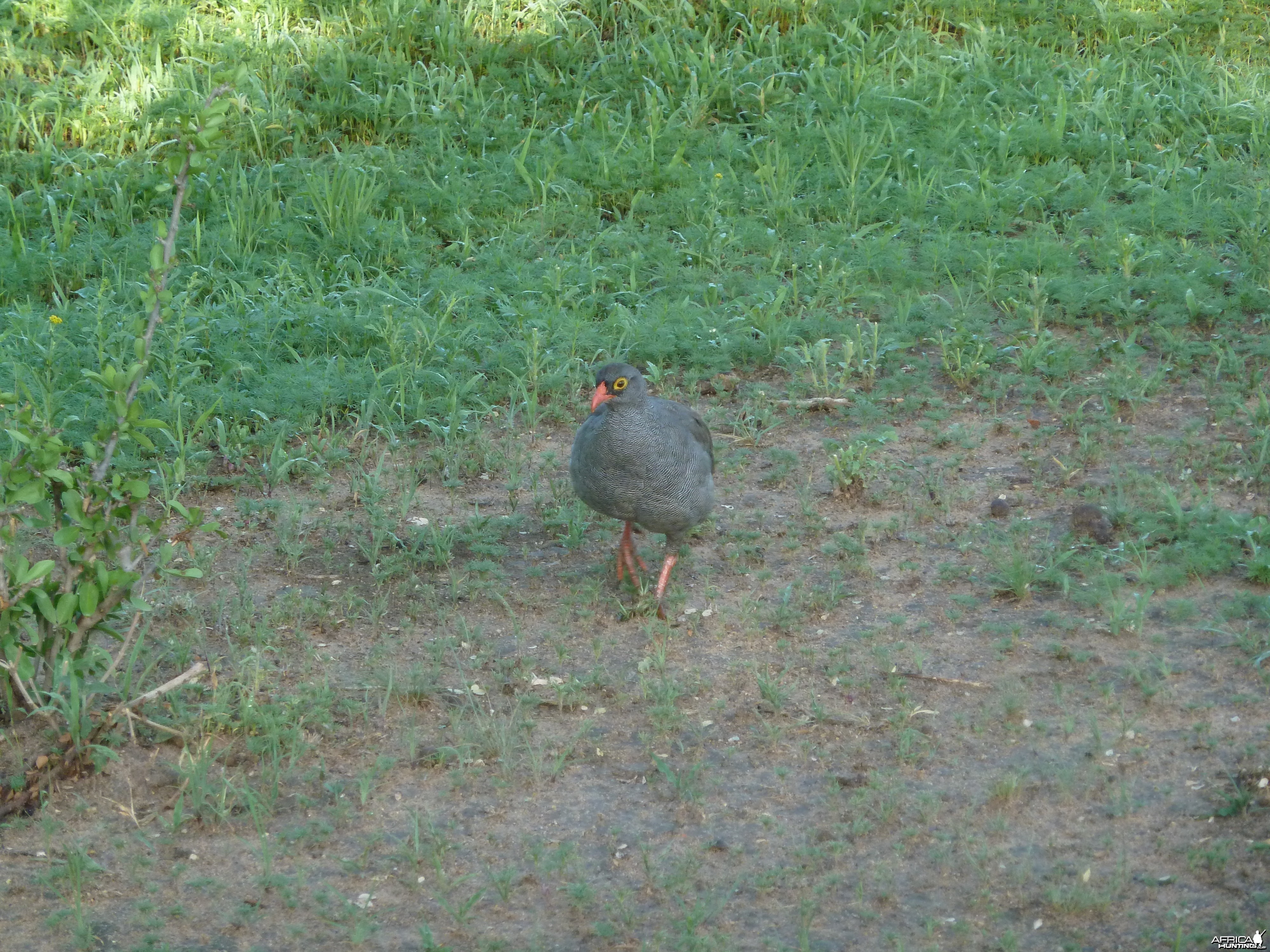 Francolin Namibia