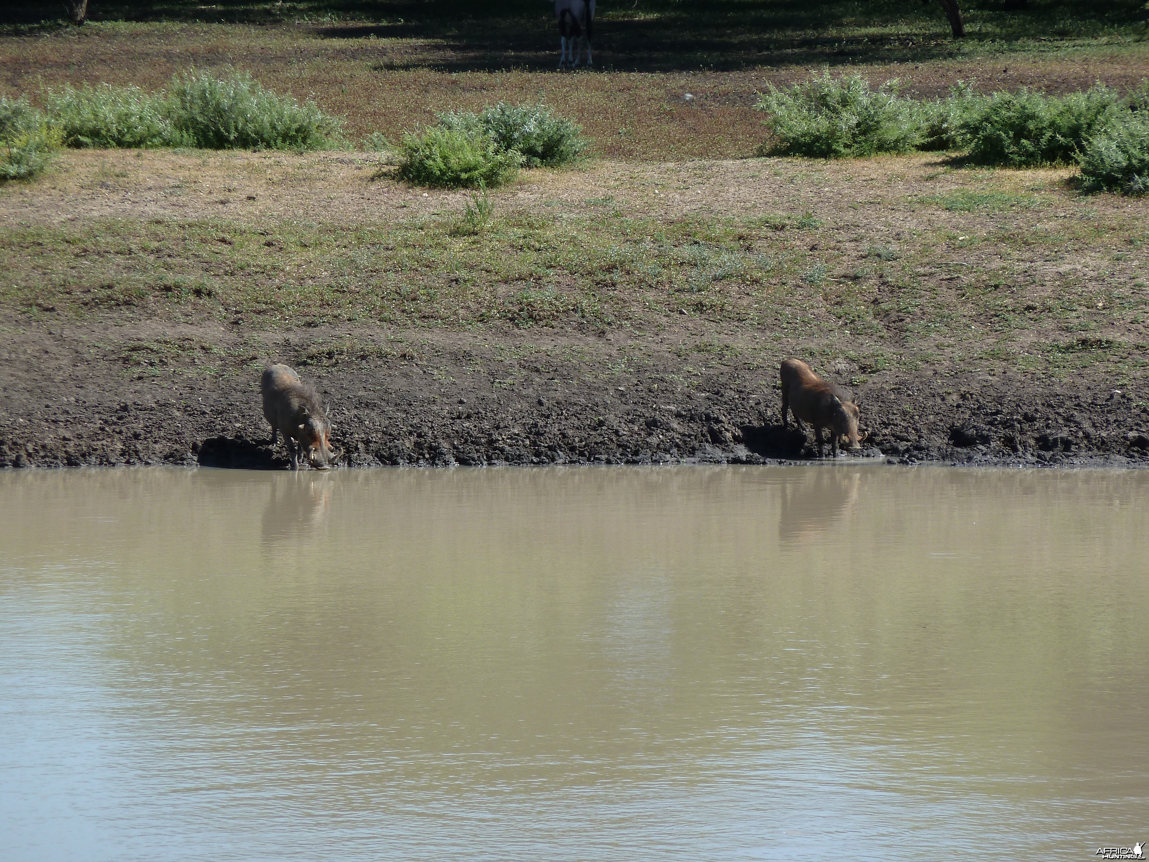 Warthog Namibia