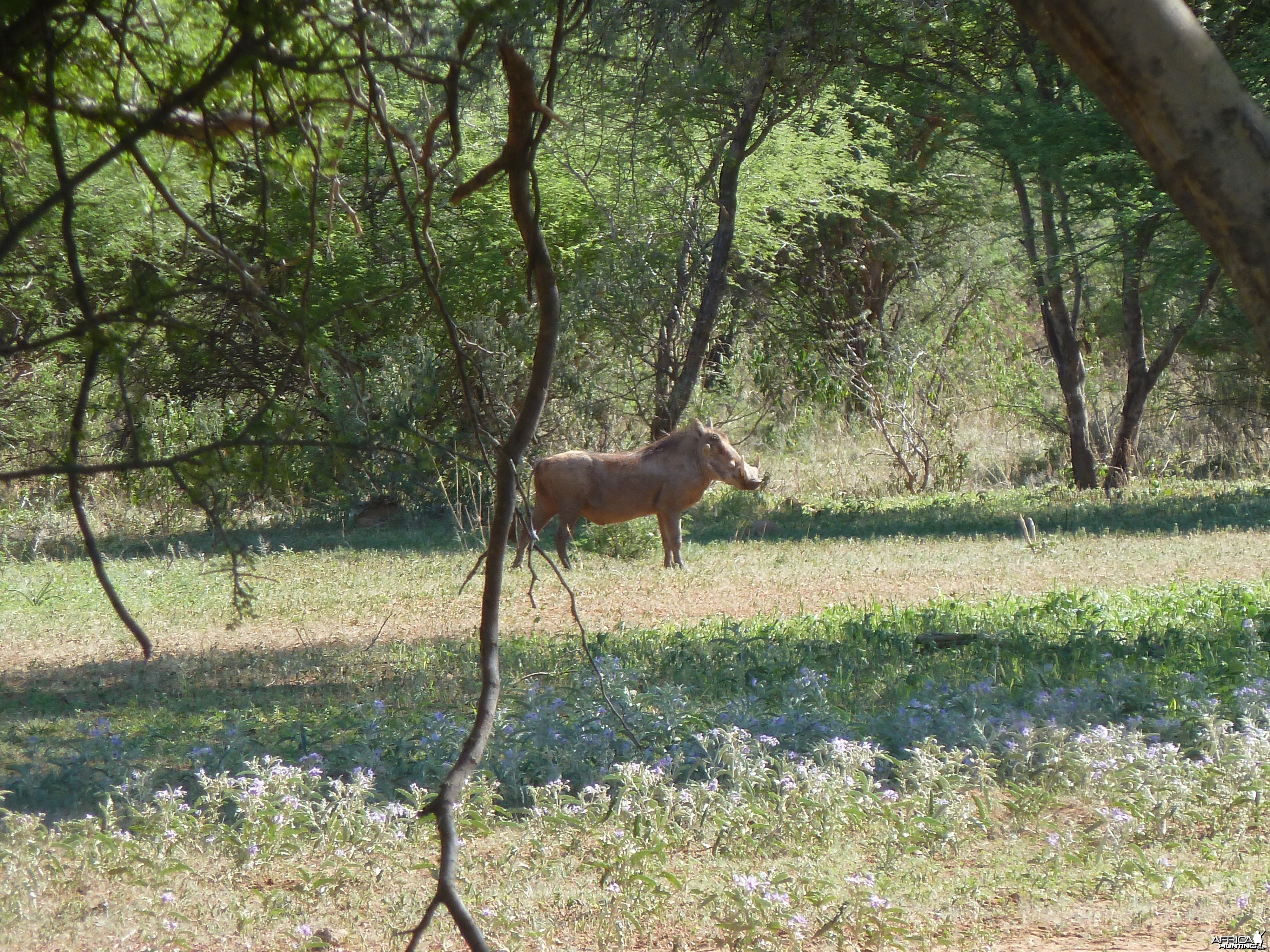 Warthog Namibia