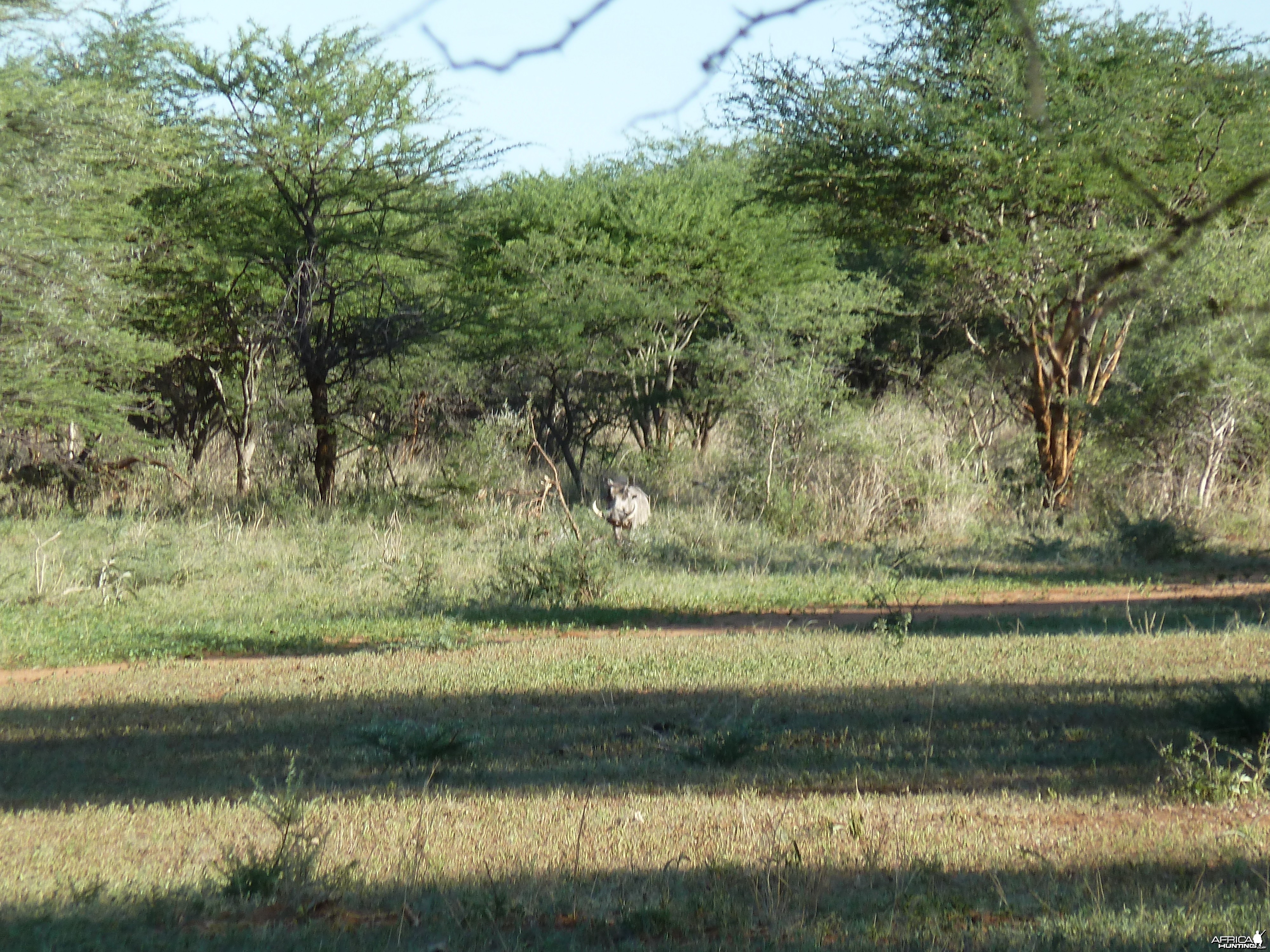 Warthog Namibia