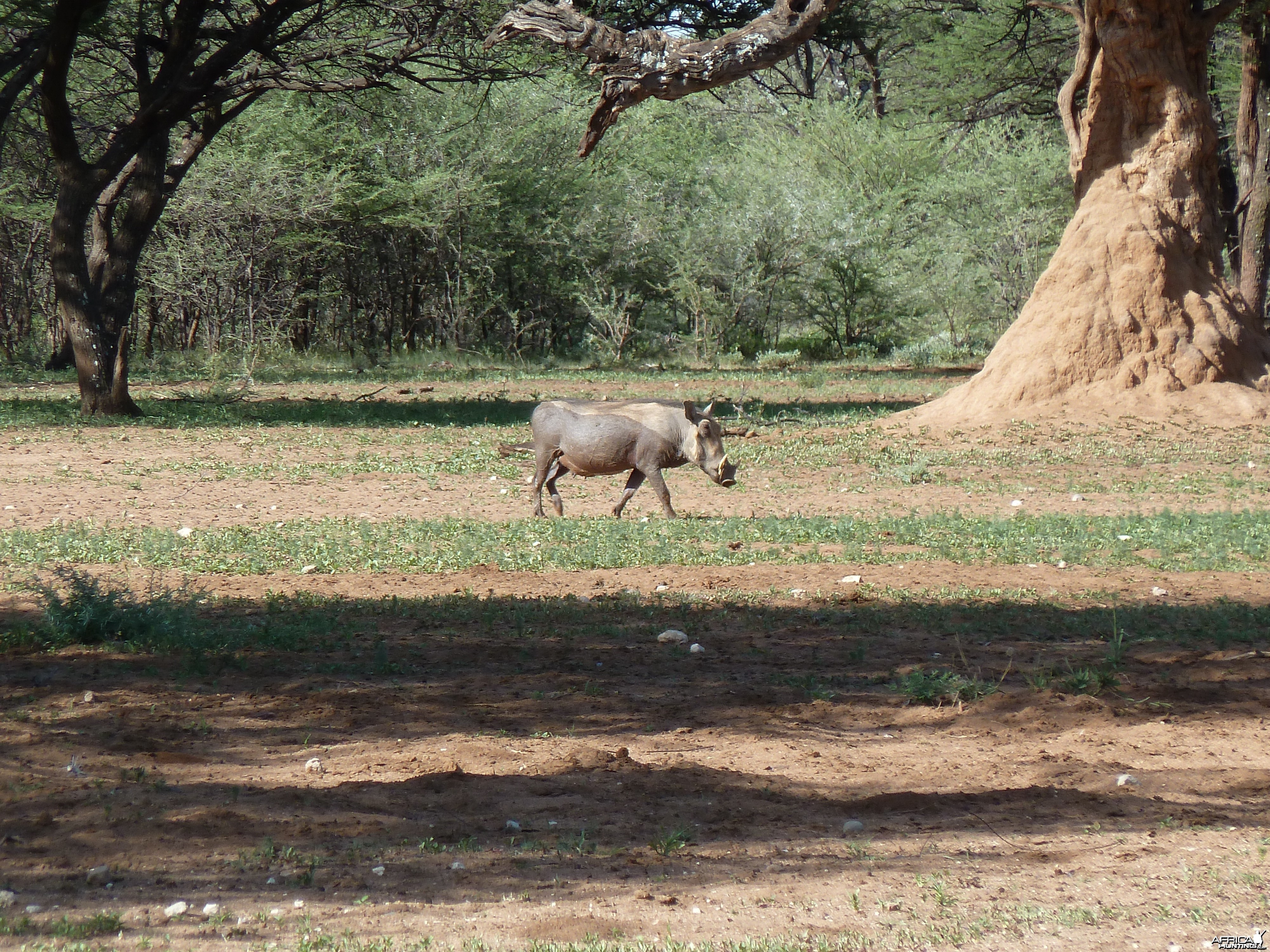 Warthog Namibia