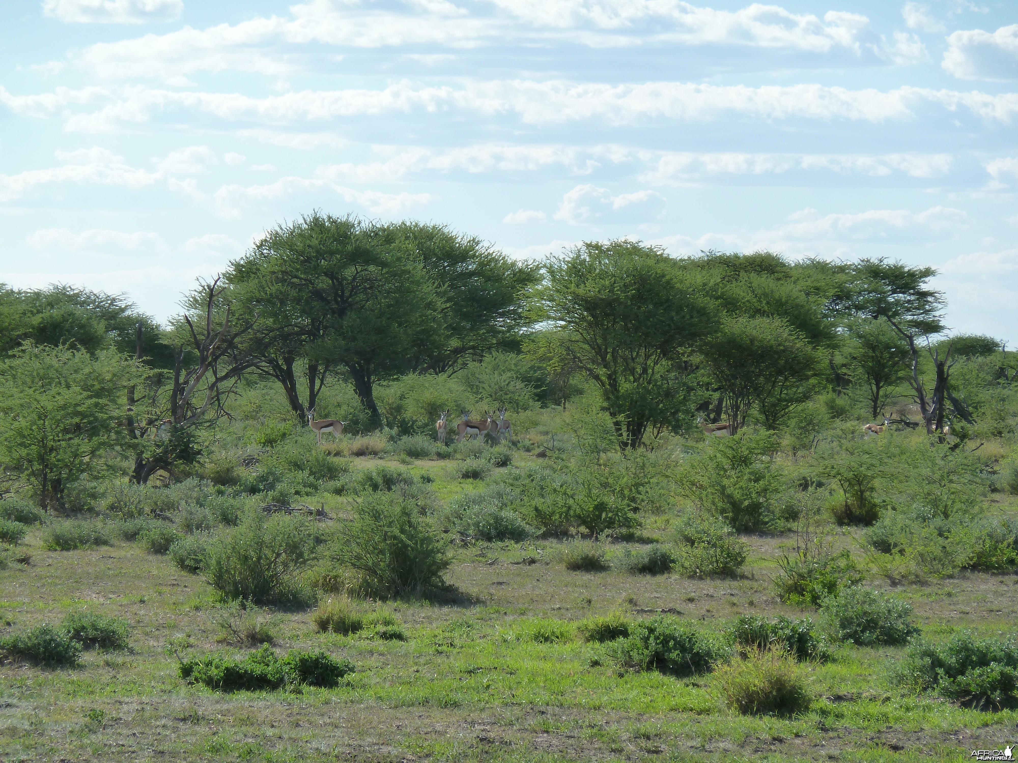 Springbok Namibia