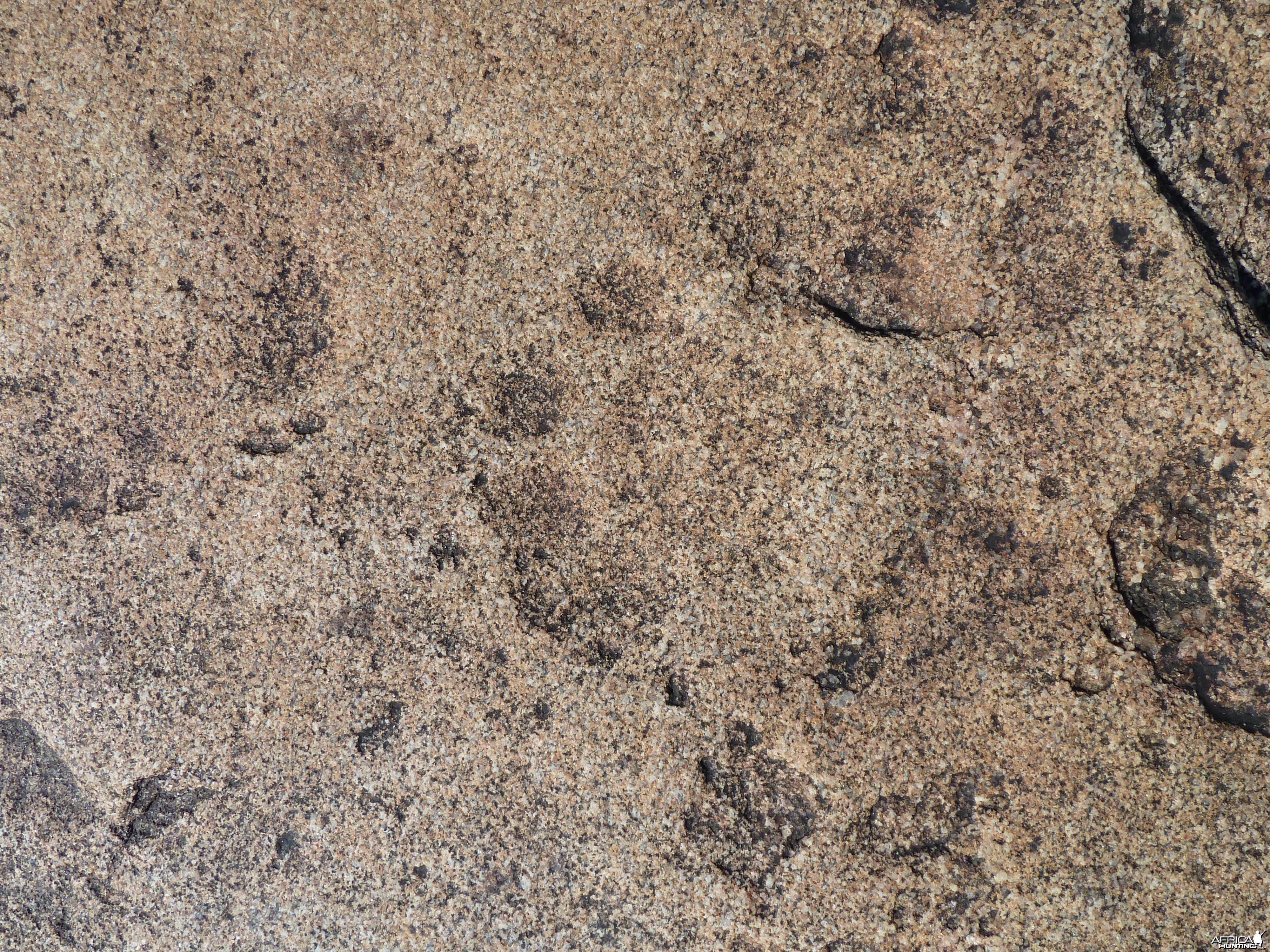 Lion tracks in the rock in Namibia