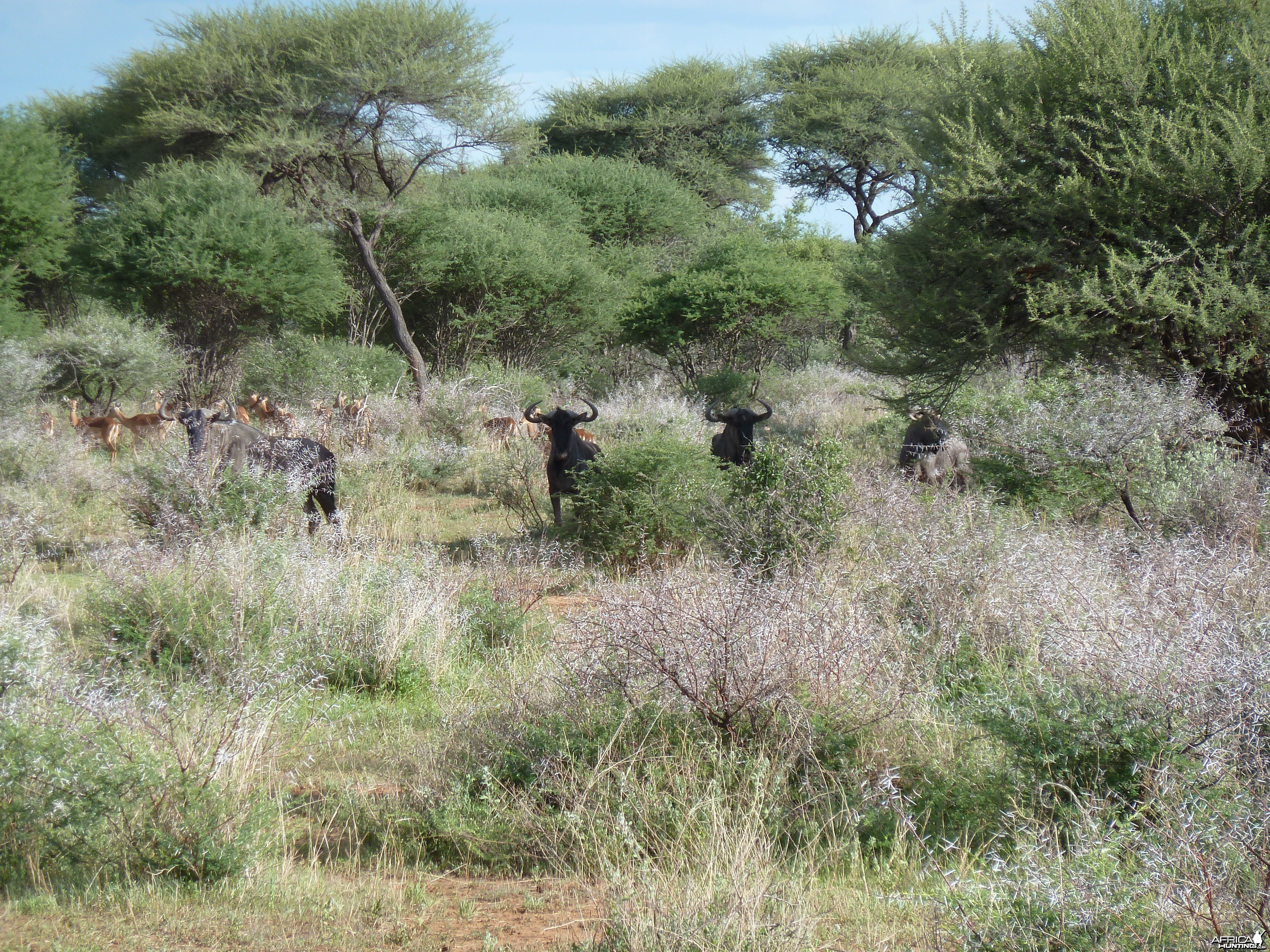 Blue Wildebeest Namibia