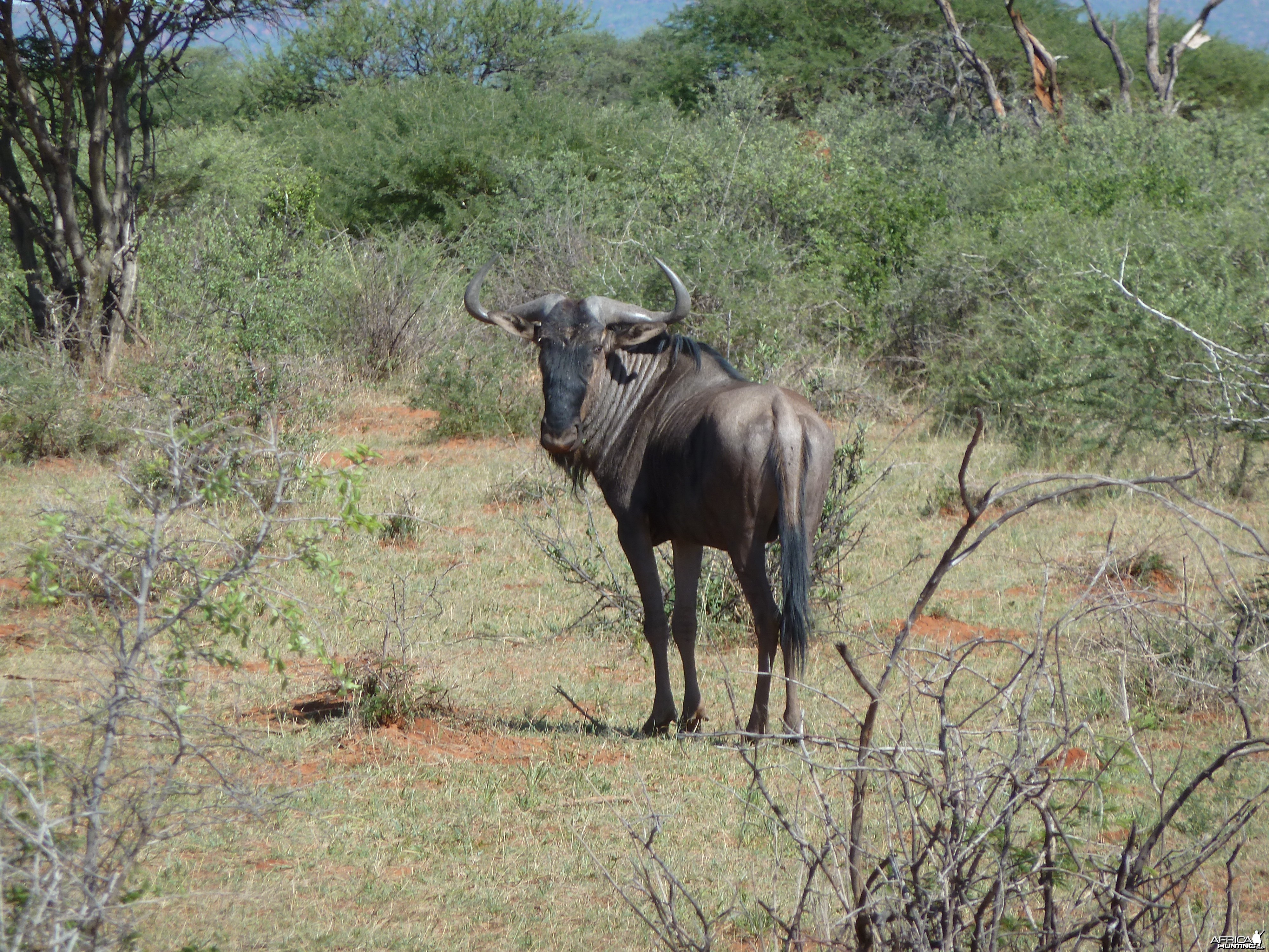 Blue Wildebeest Namibia