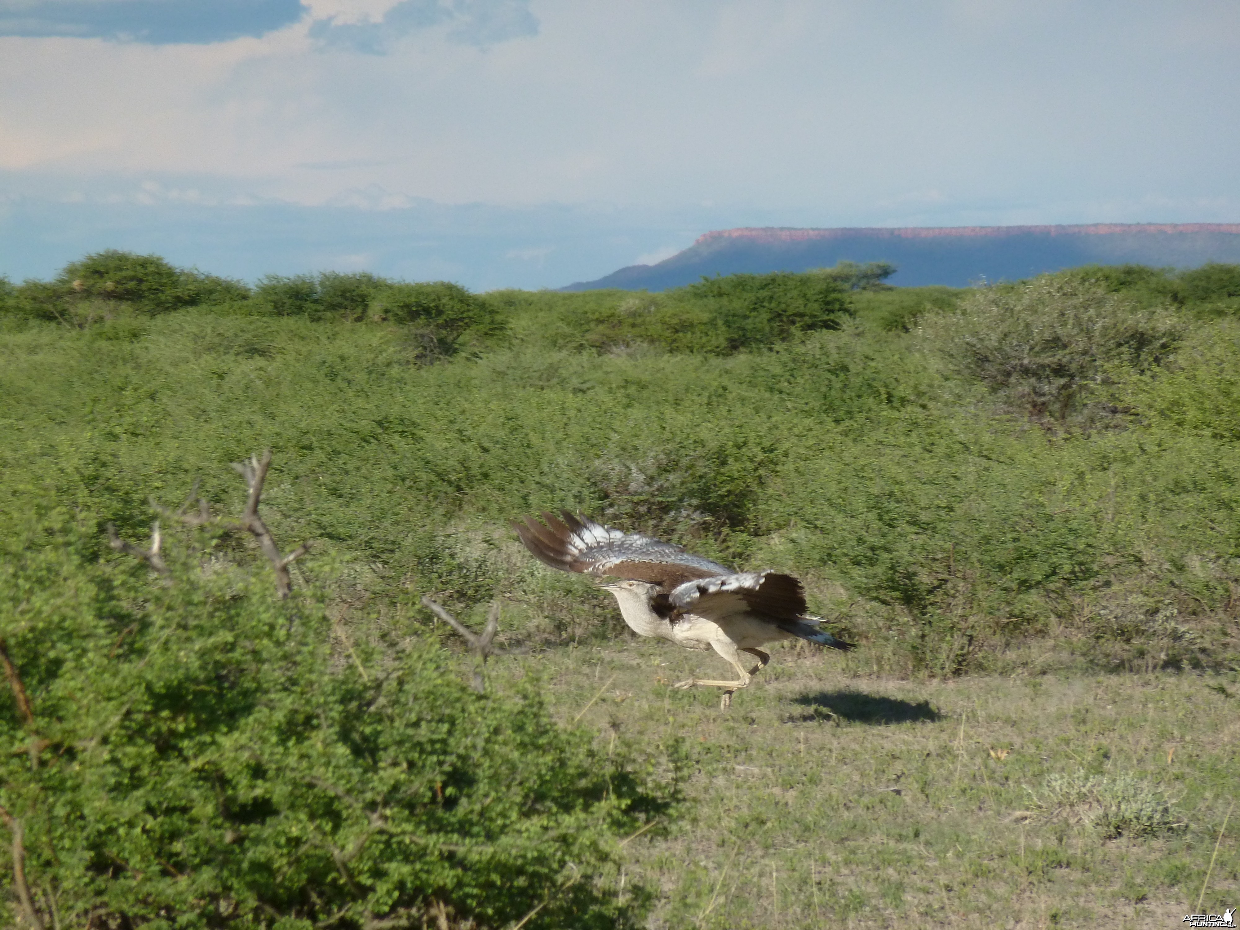 Kori Bustard Namibia