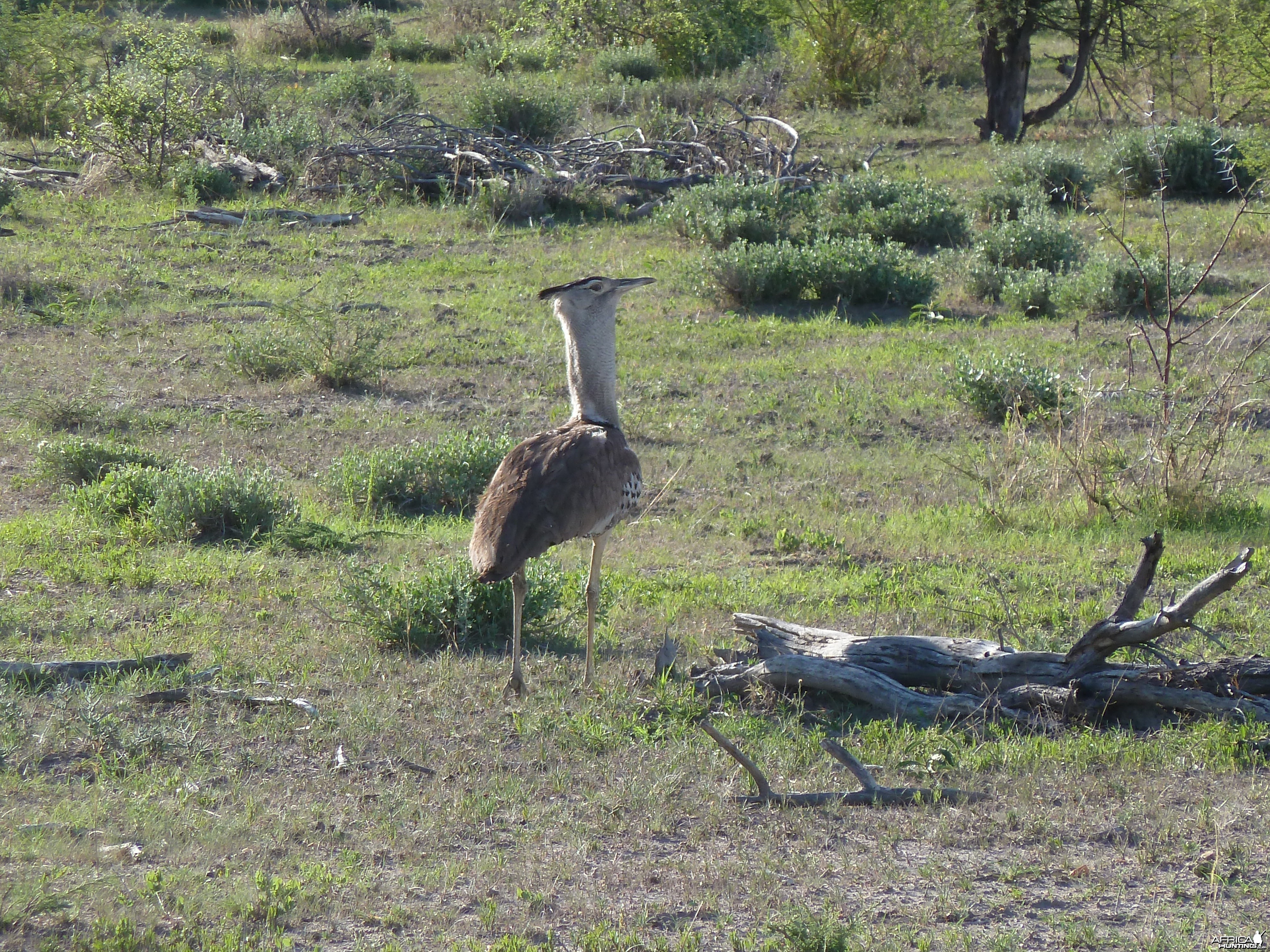 Kori Bustard Namibia