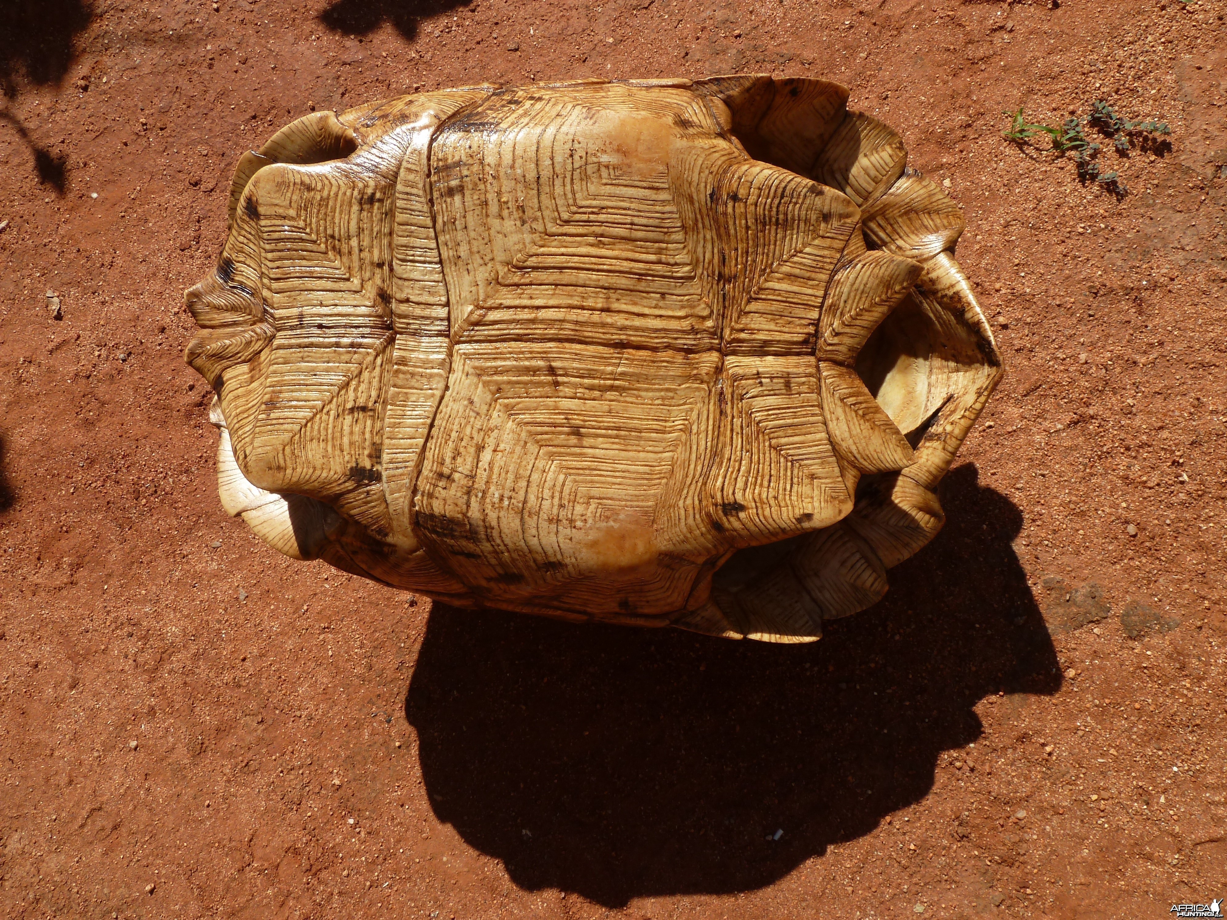 Leopard Tortoise Namibia