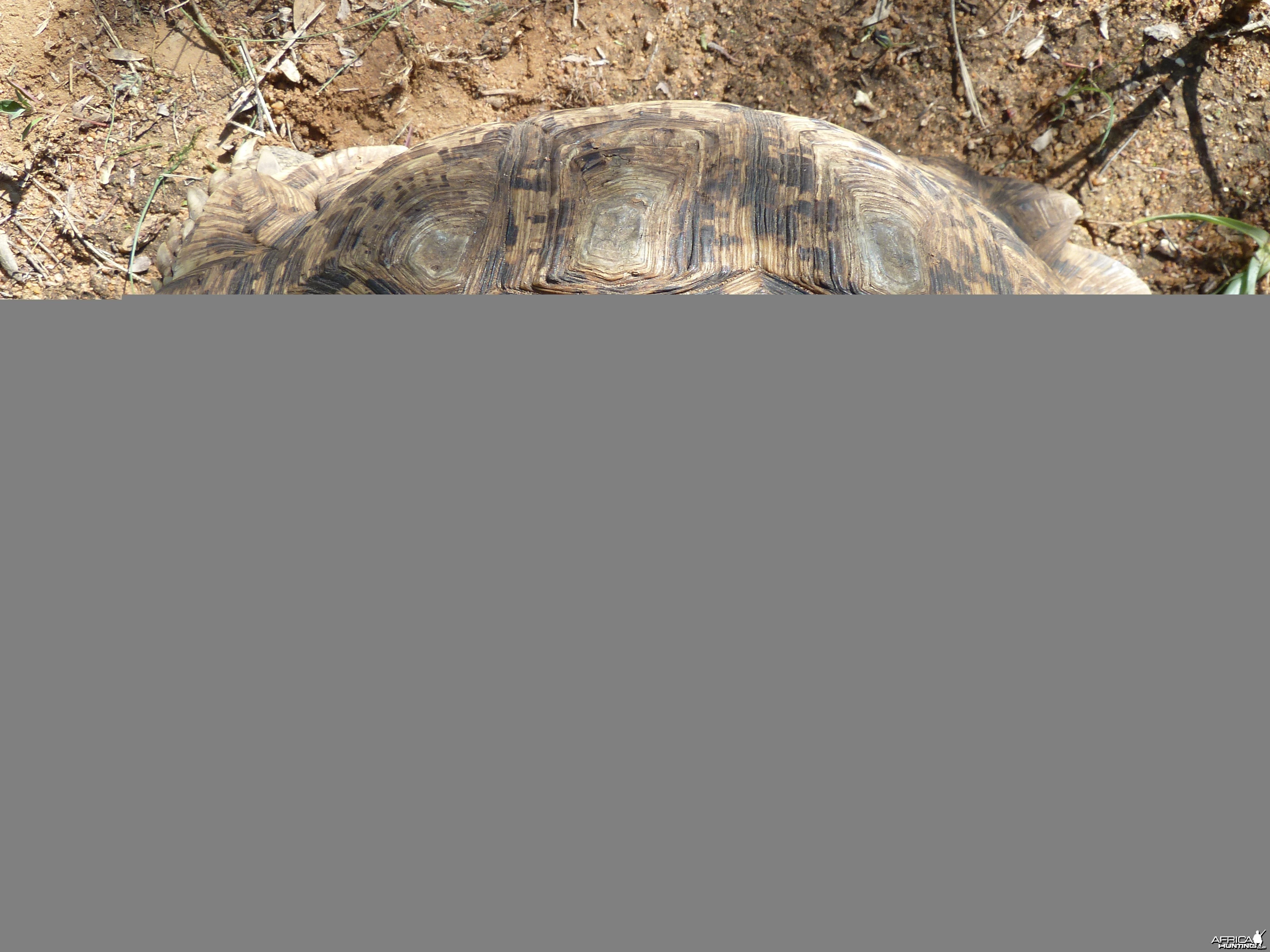 Leopard Tortoise Namibia