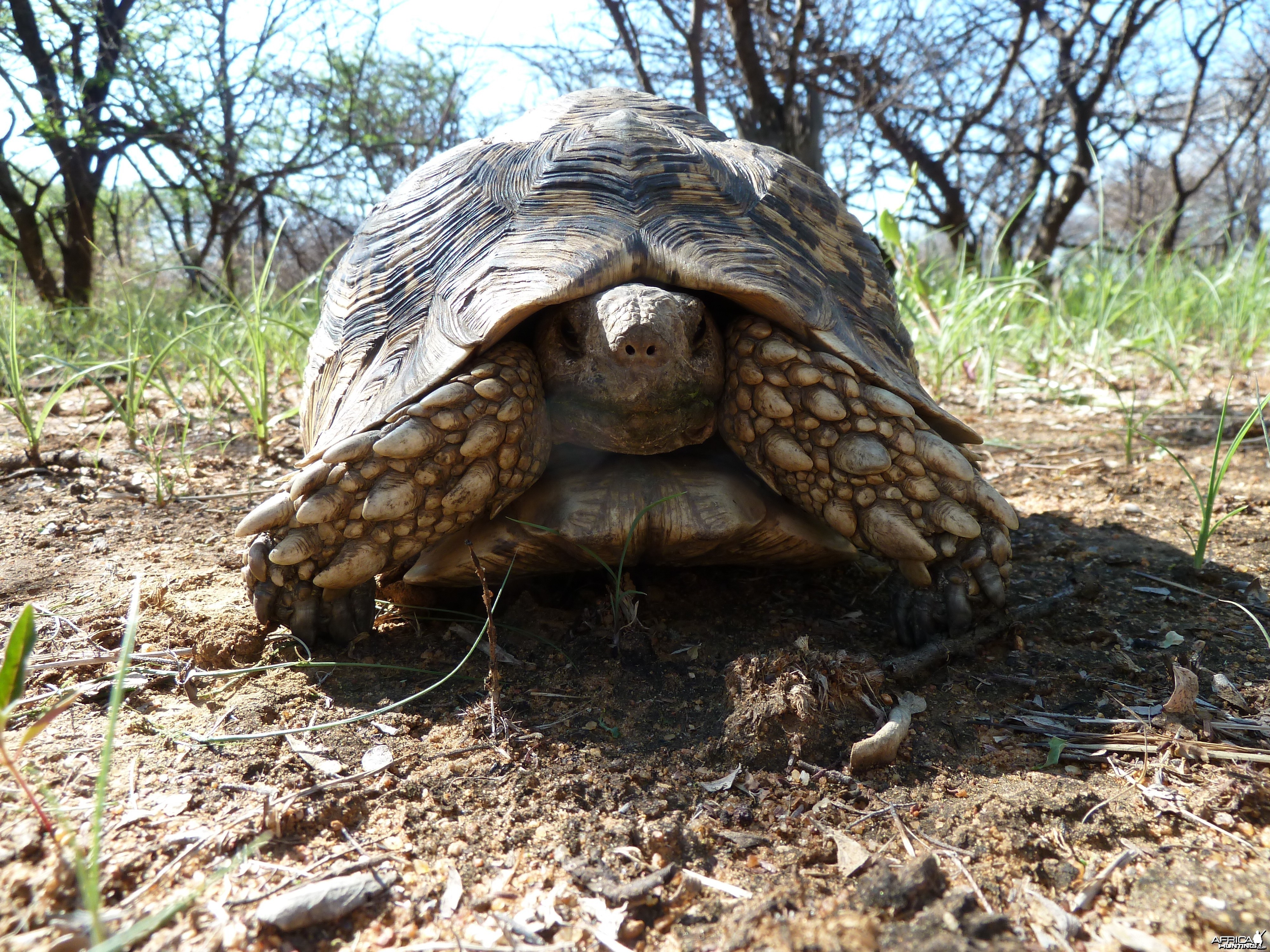 Leopard Tortoise Namibia