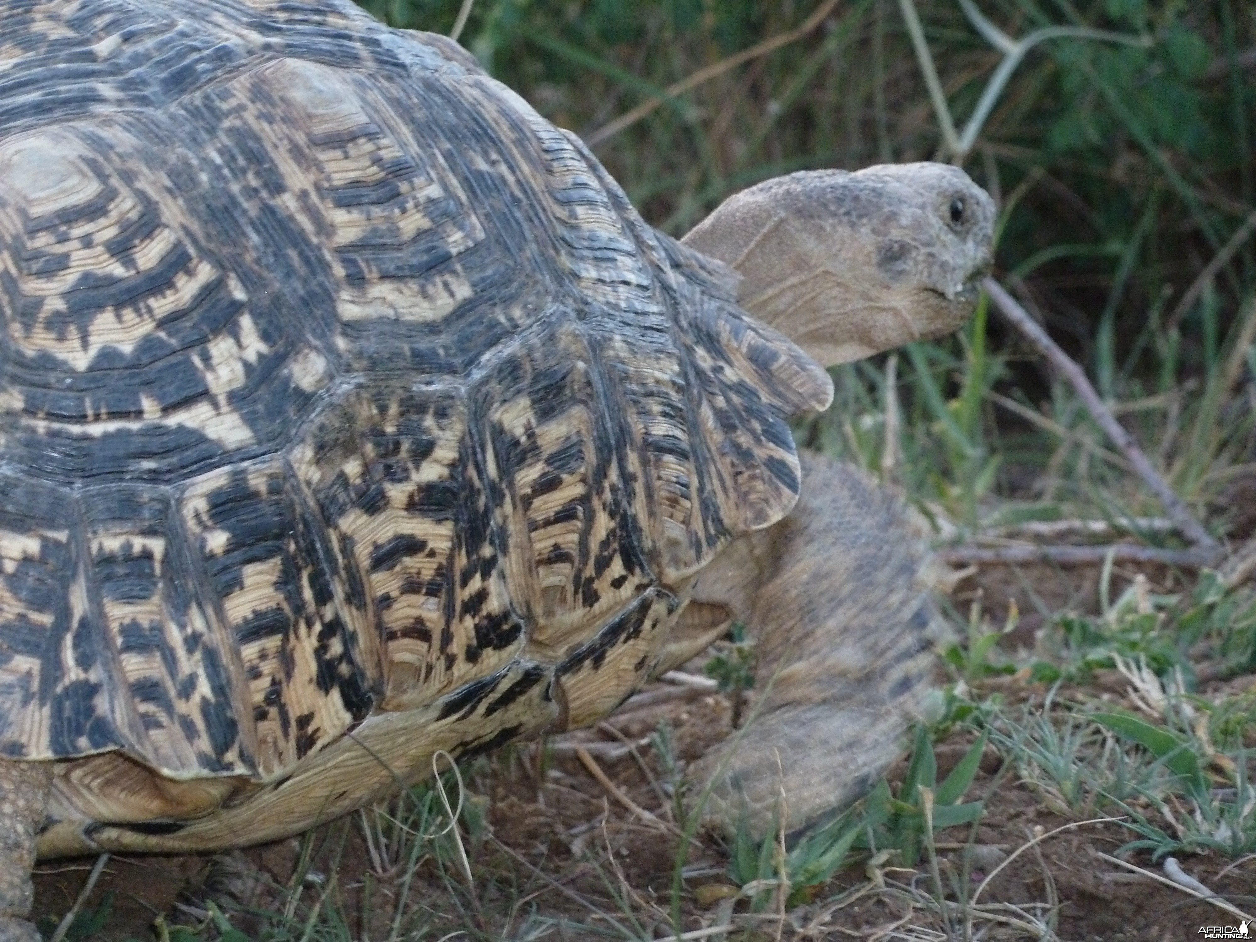 Leopard Tortoise Namibia