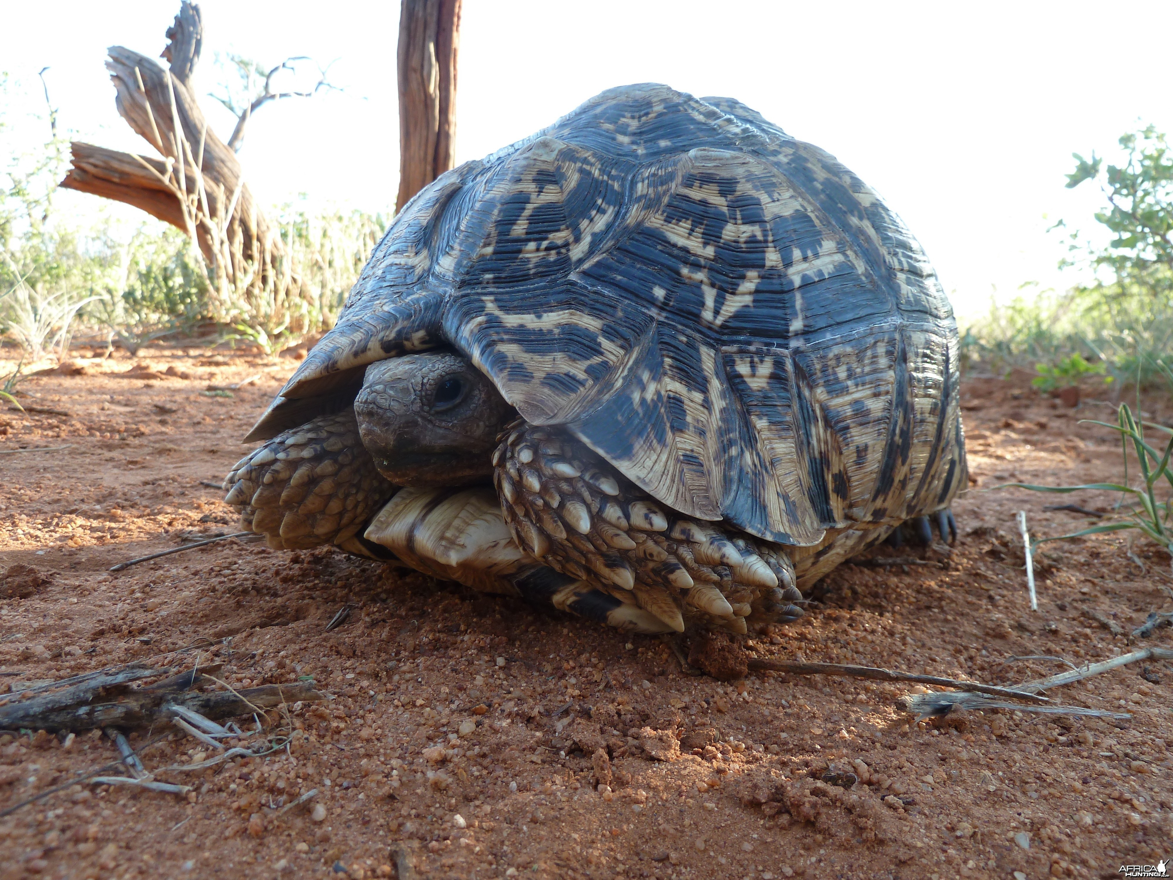 Leopard Tortoise Namibia