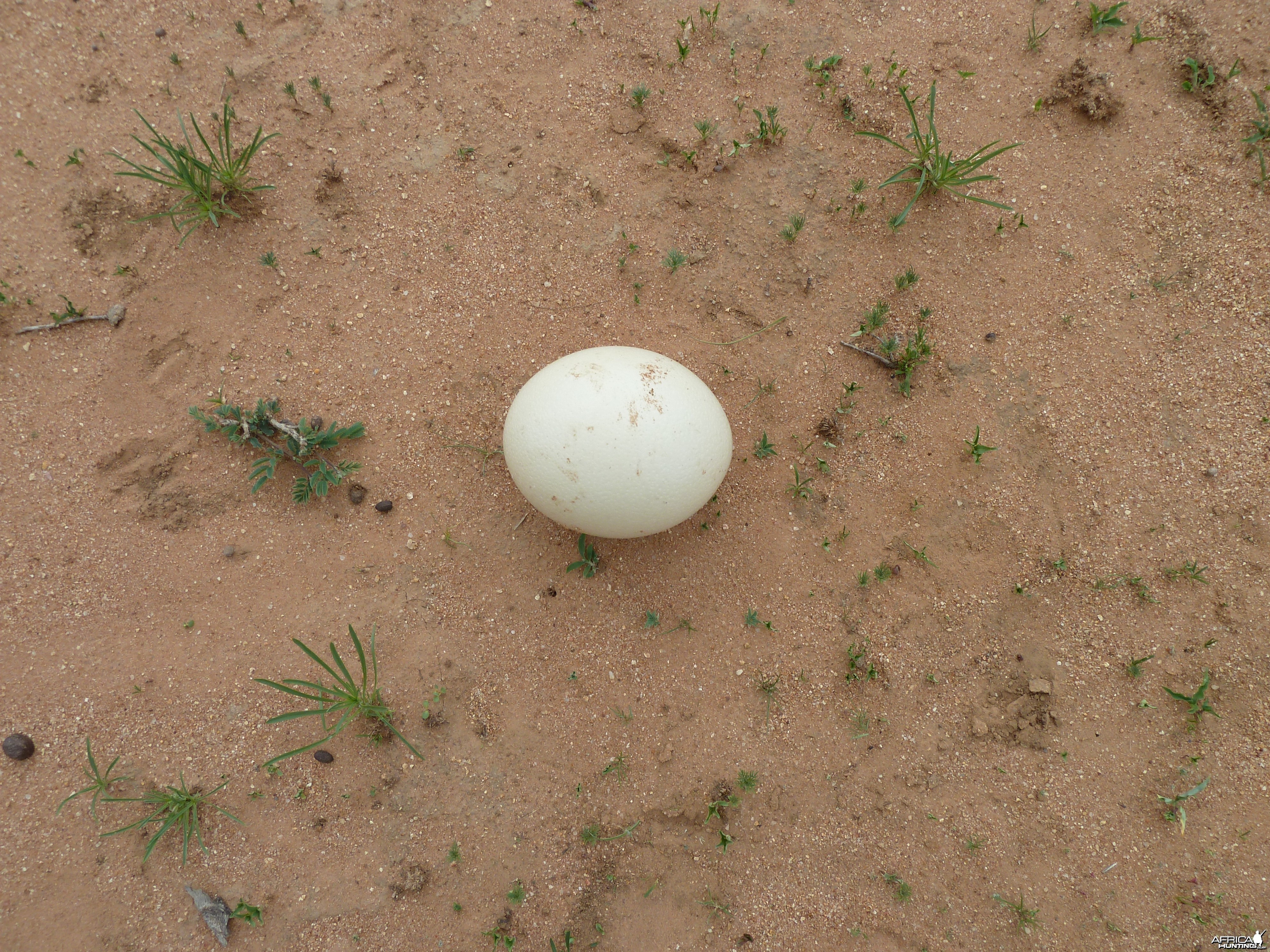 Ostrich Egg Namibia