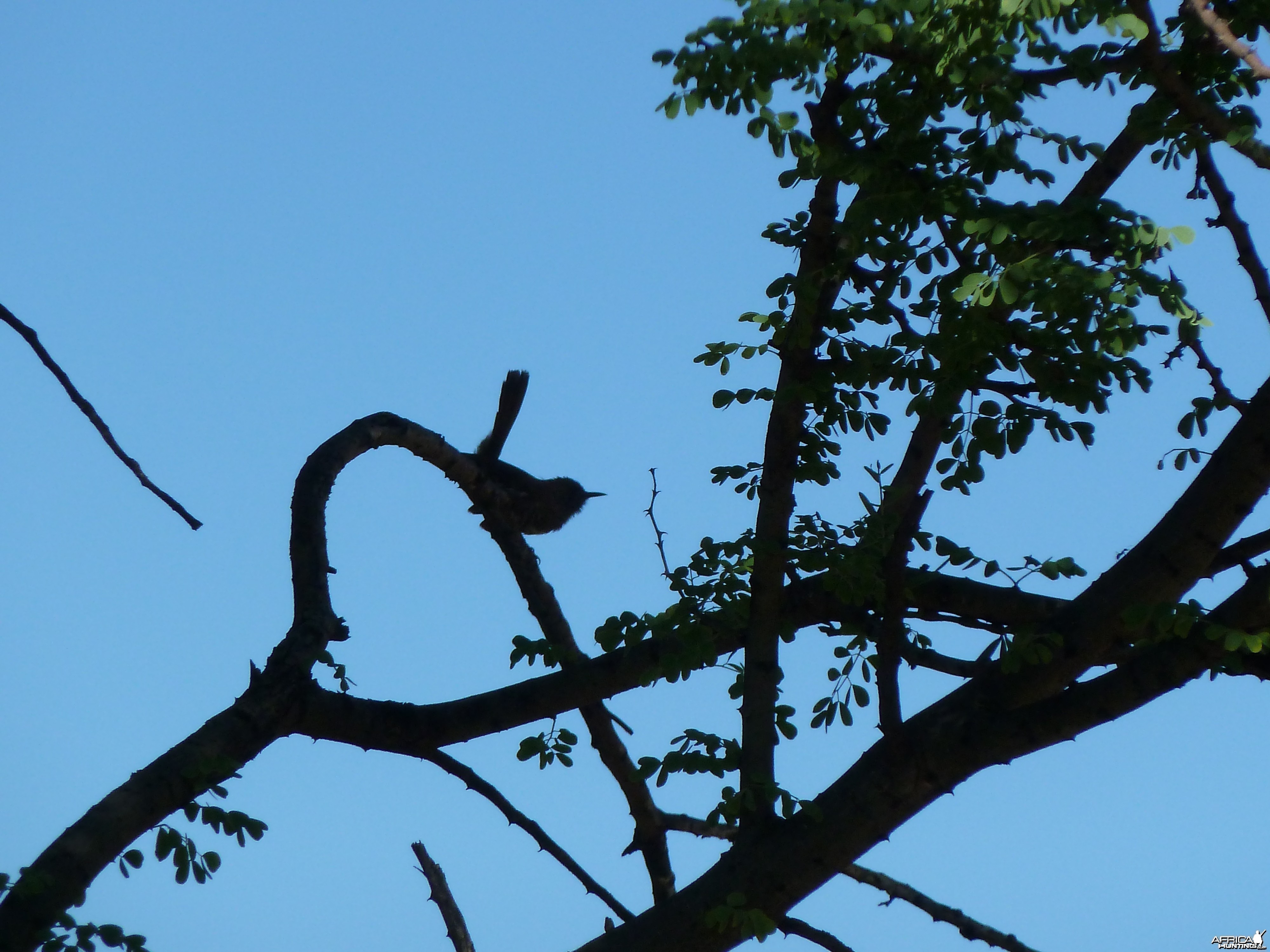 Bird Namibia