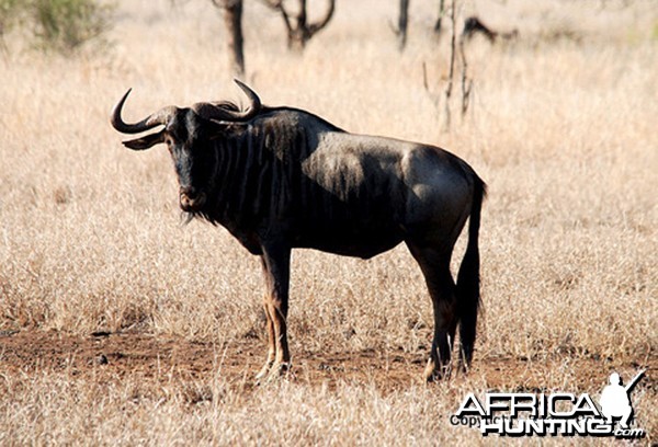 Blue Wildebeest