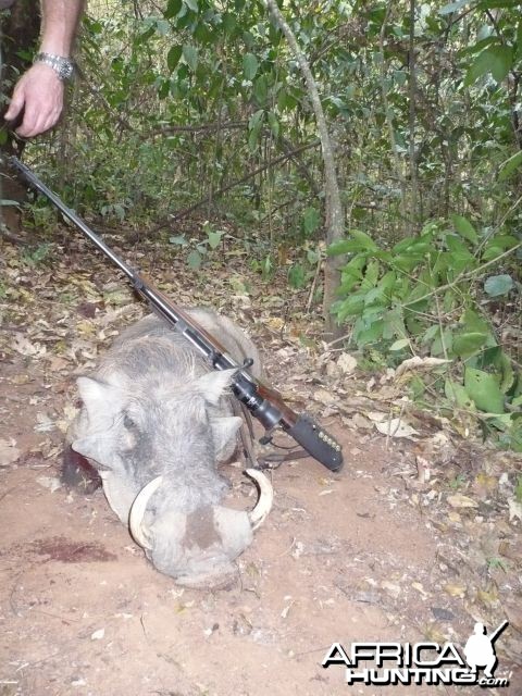 Warthog hunted with CAWA in CAR