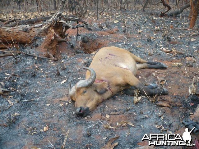 Buffalo hunted with CAWA in CAR