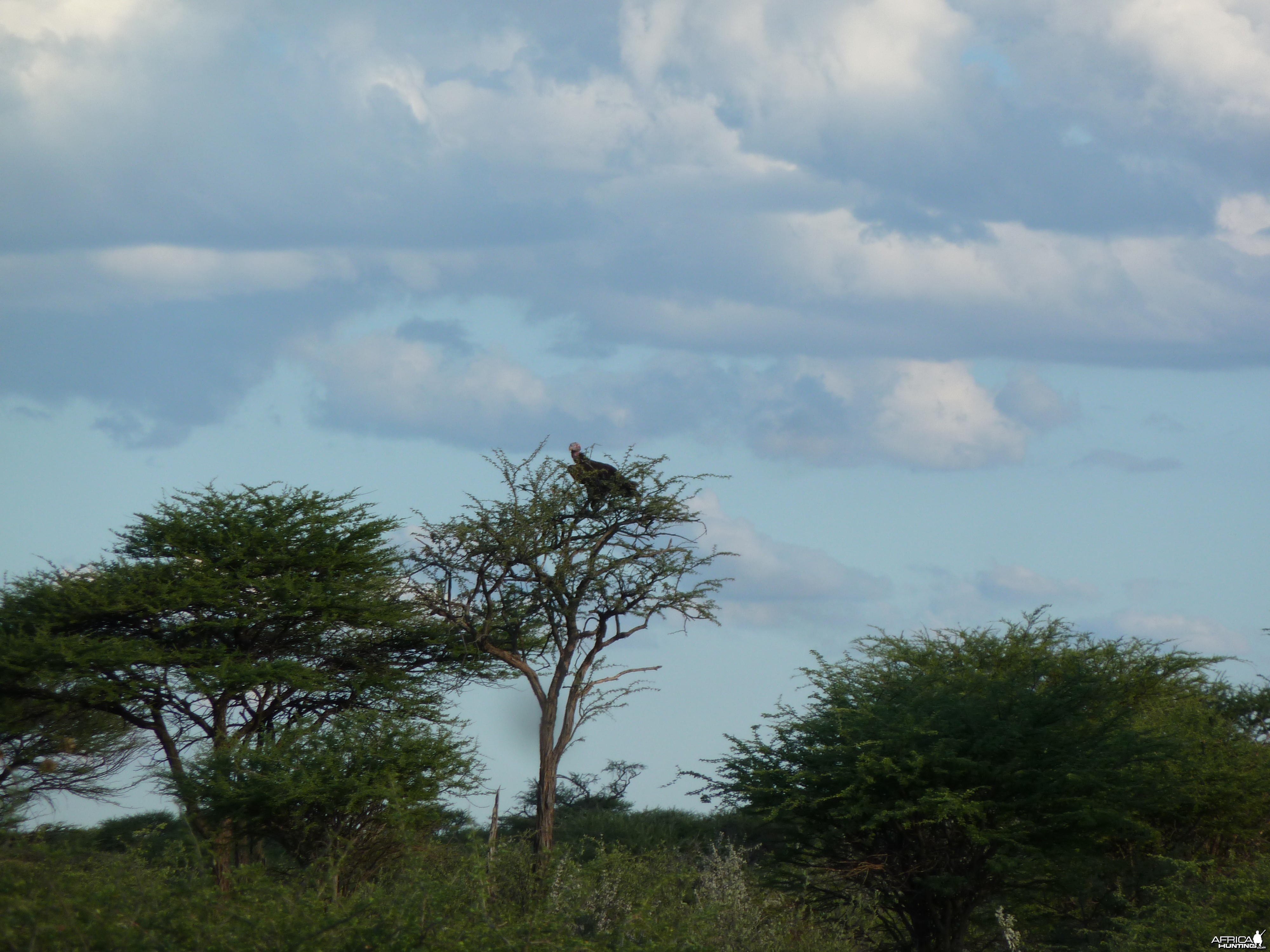 Vulture Namibia