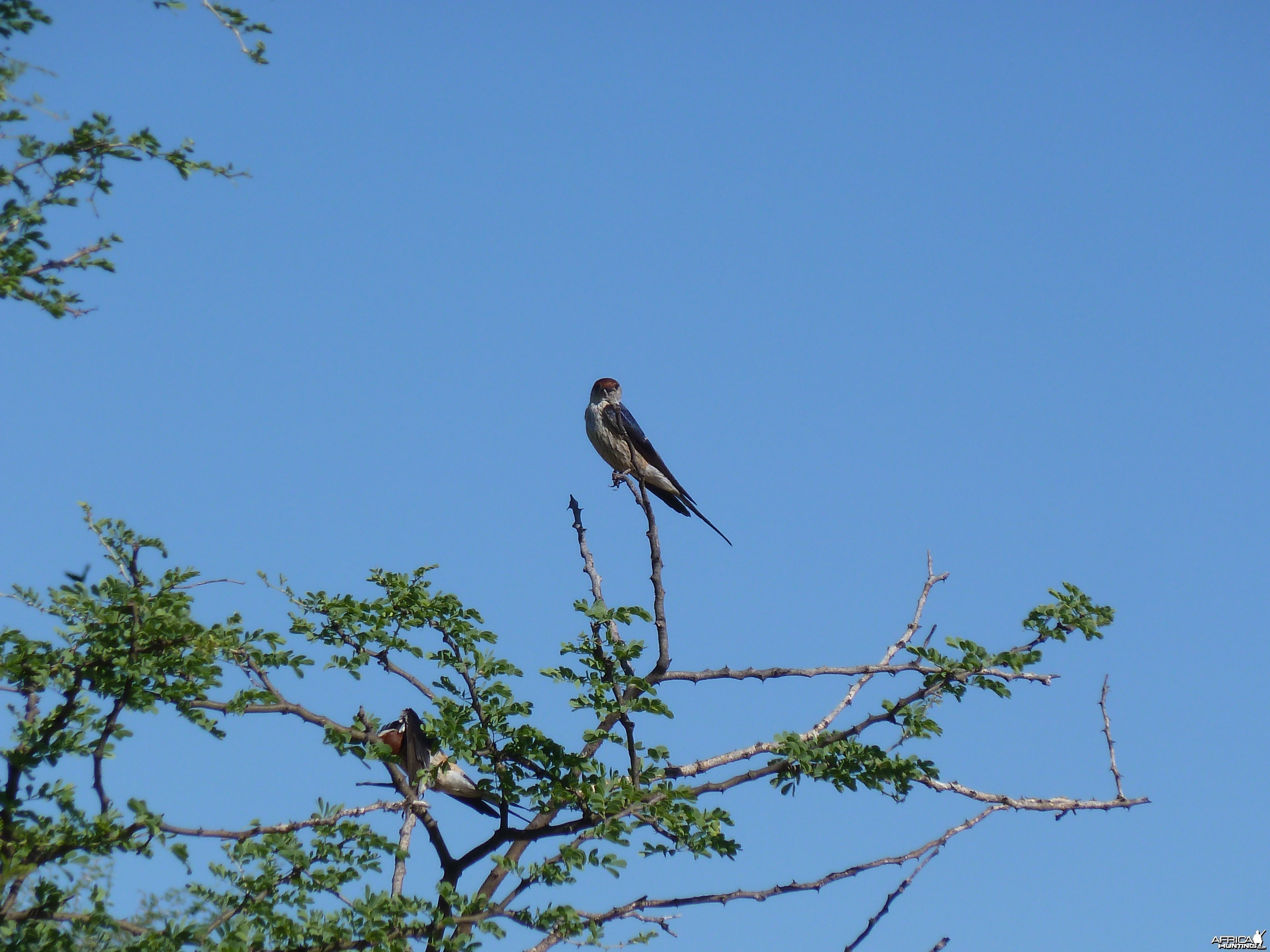 Swallow Namibia