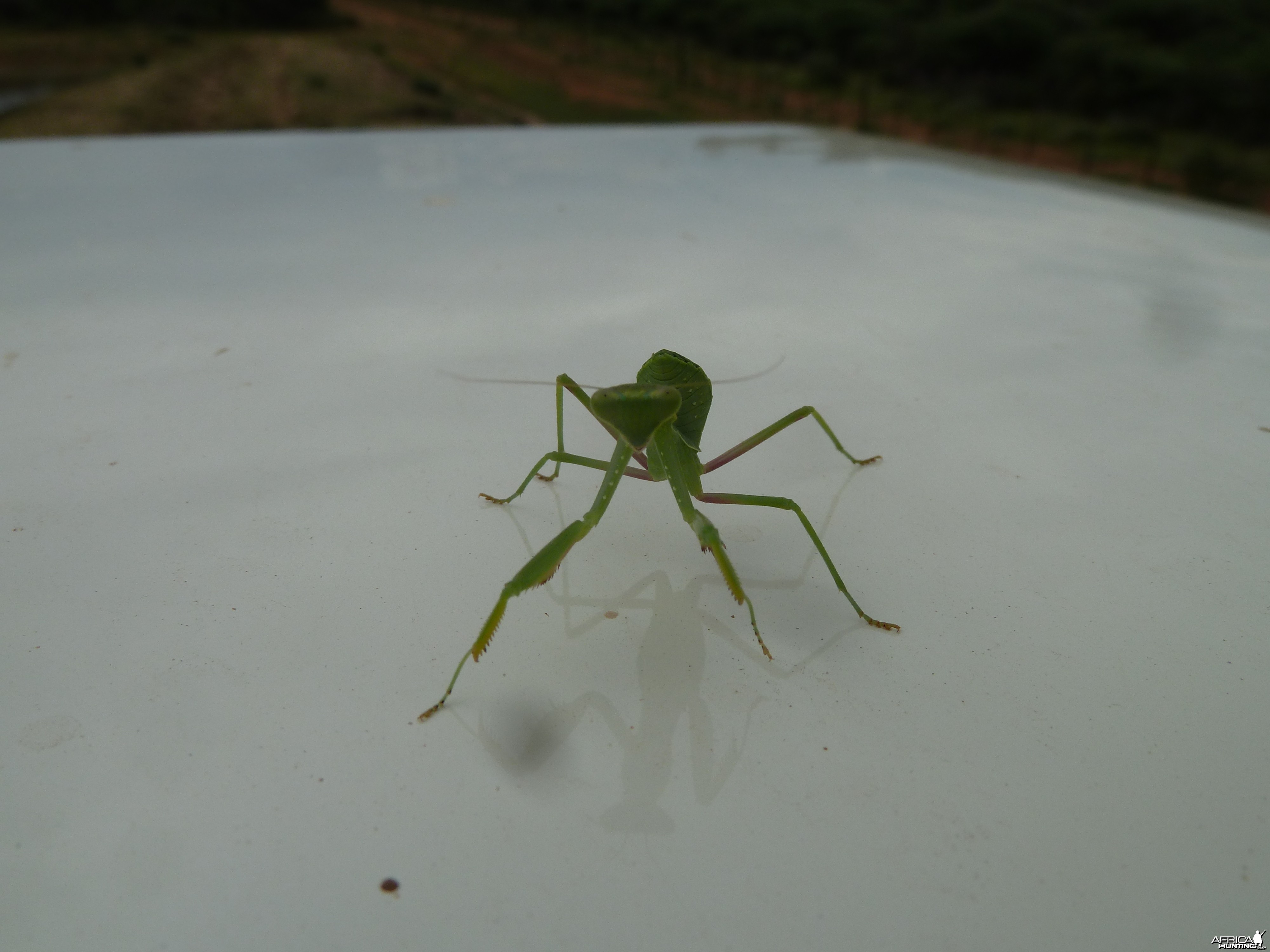 Praying Mantis Namibia