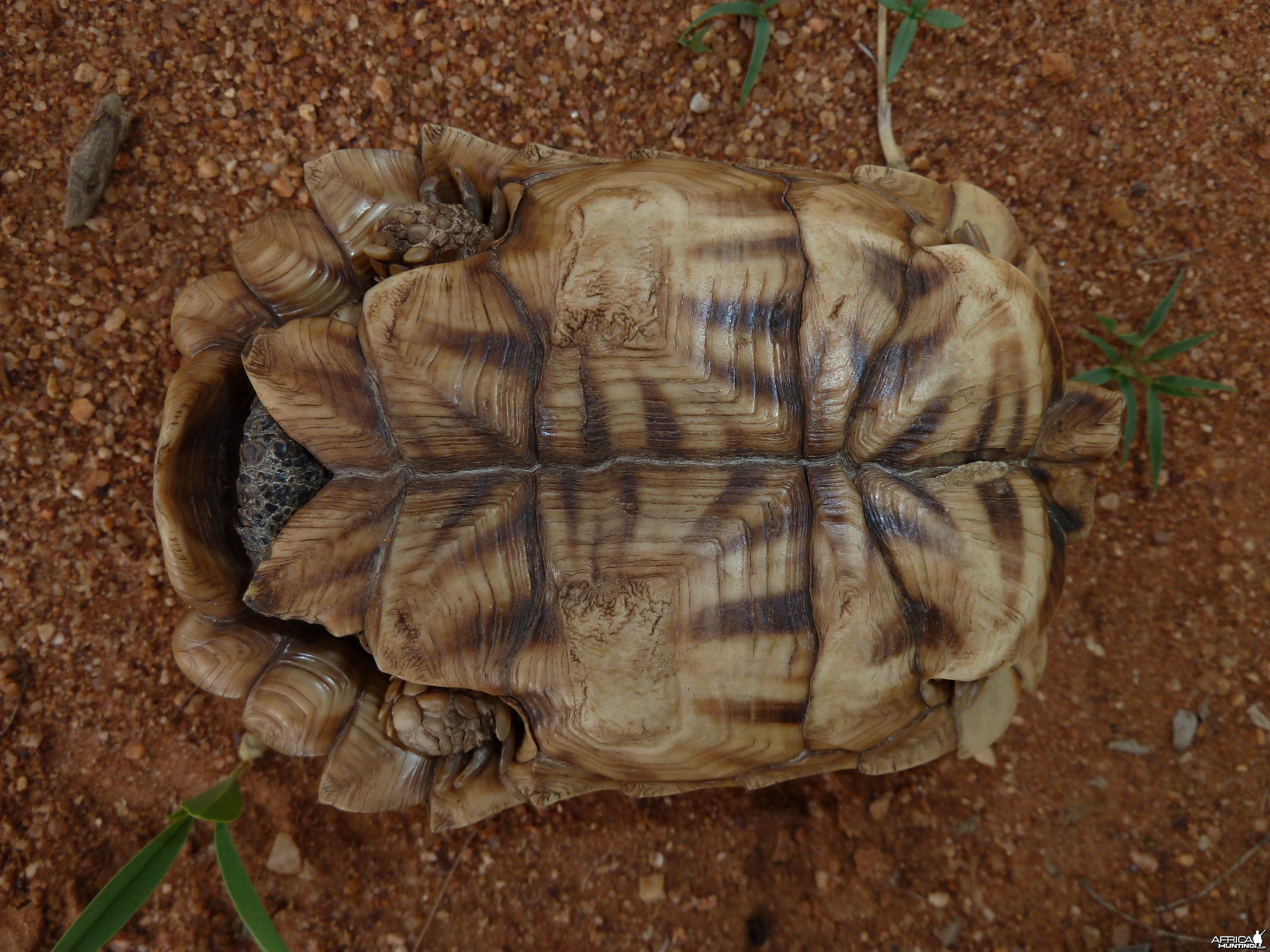 Serrated Star Tortoise Namibia