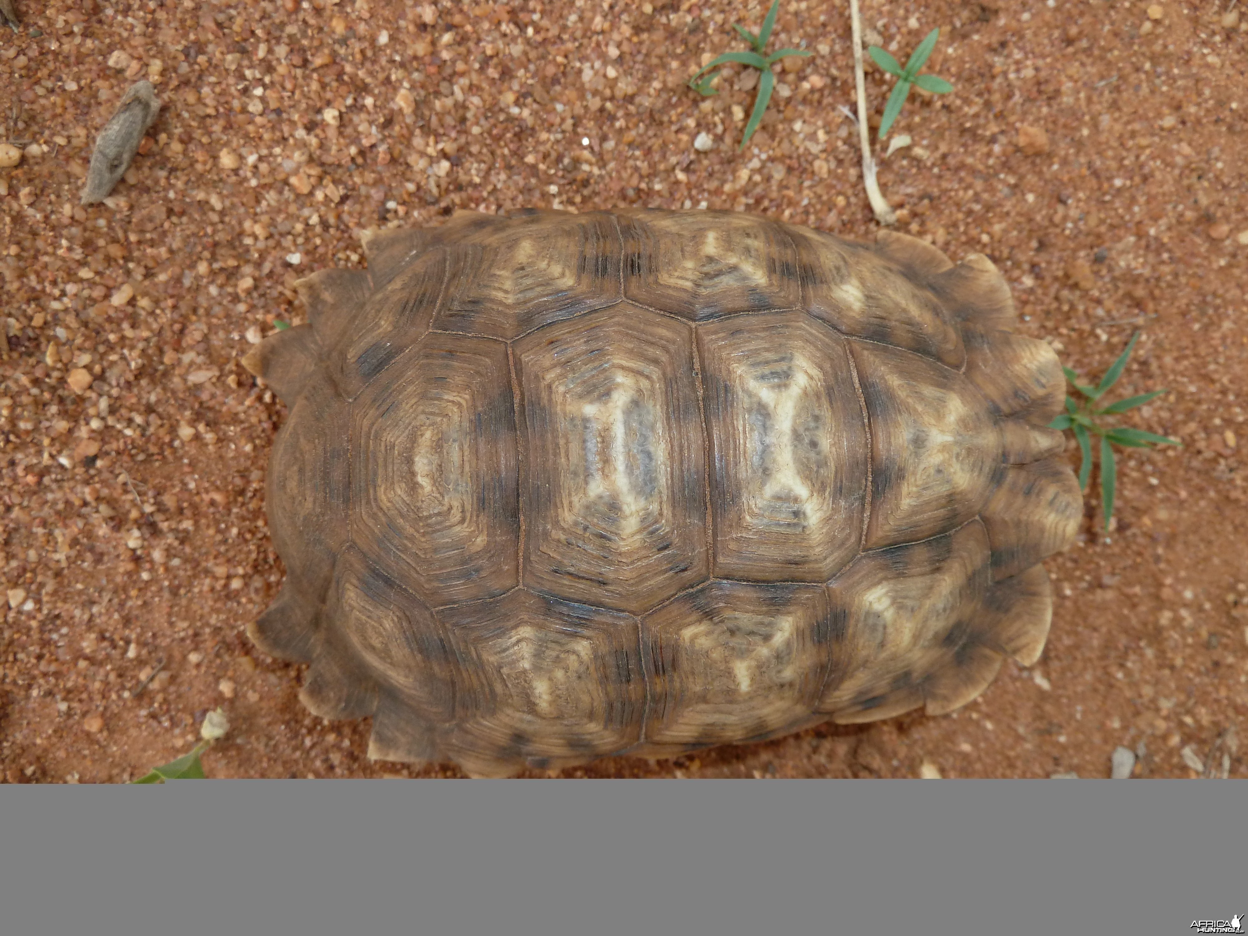Serrated Star Tortoise Namibia