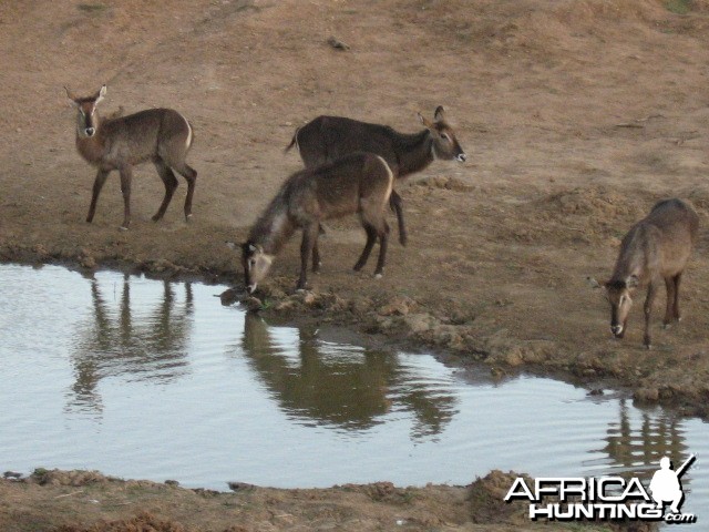 Waterbucks