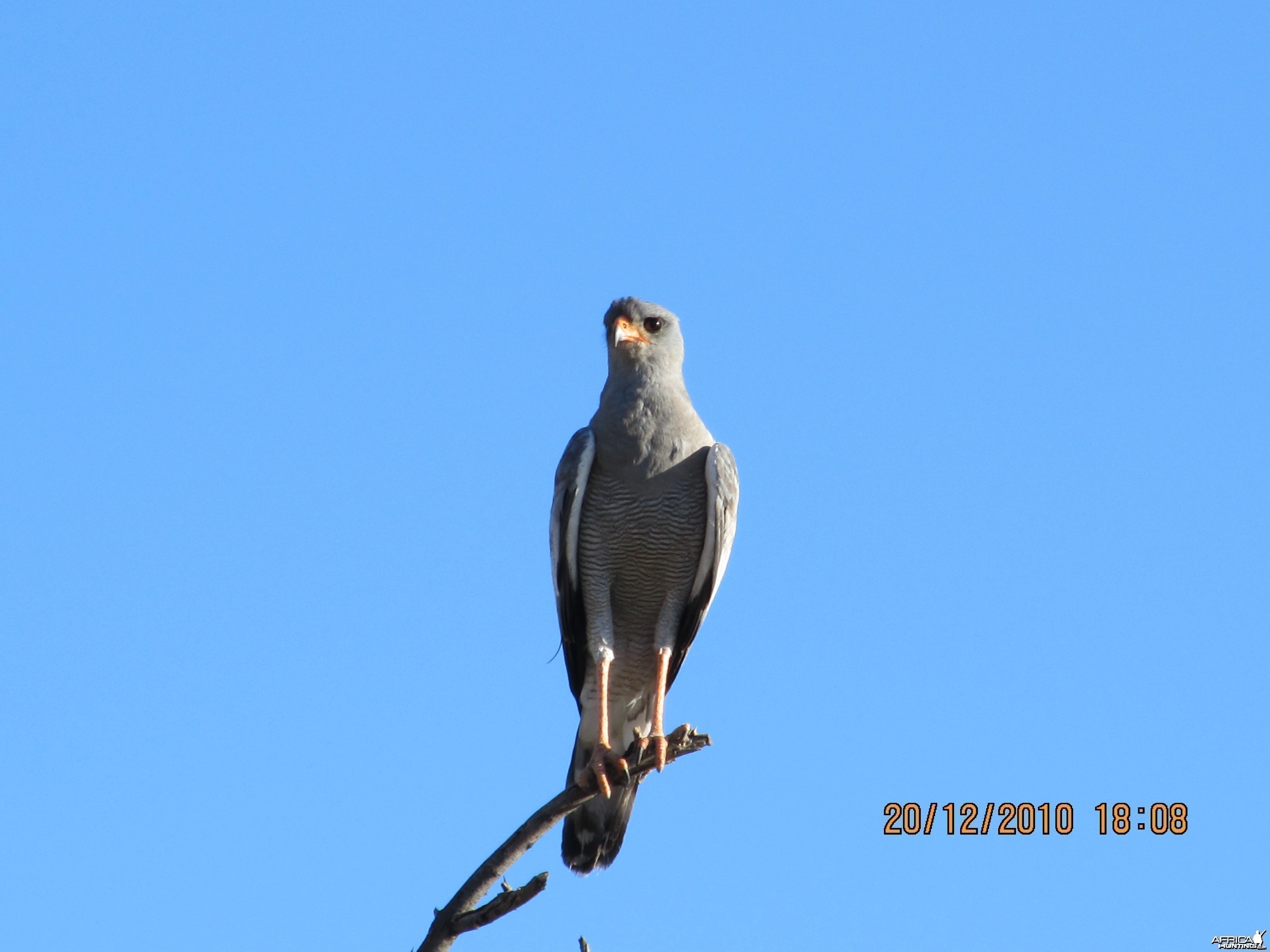 Bird of prey