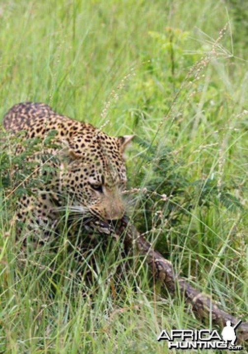 Tug of War African Bush Style