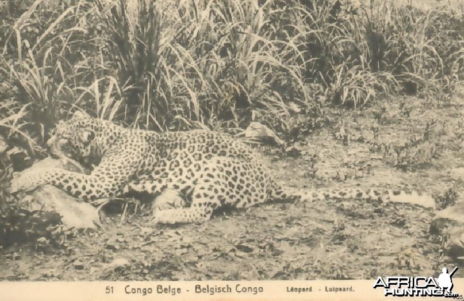 Leopard Hunting in Congo