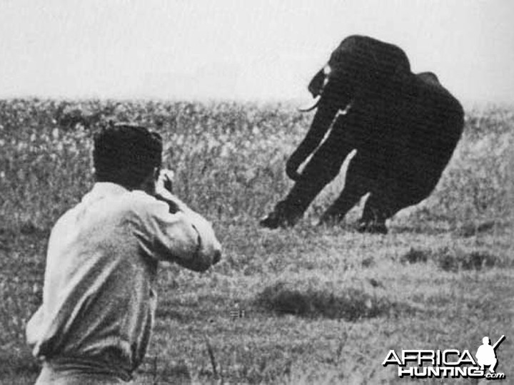 Old Elephant Charge Photos