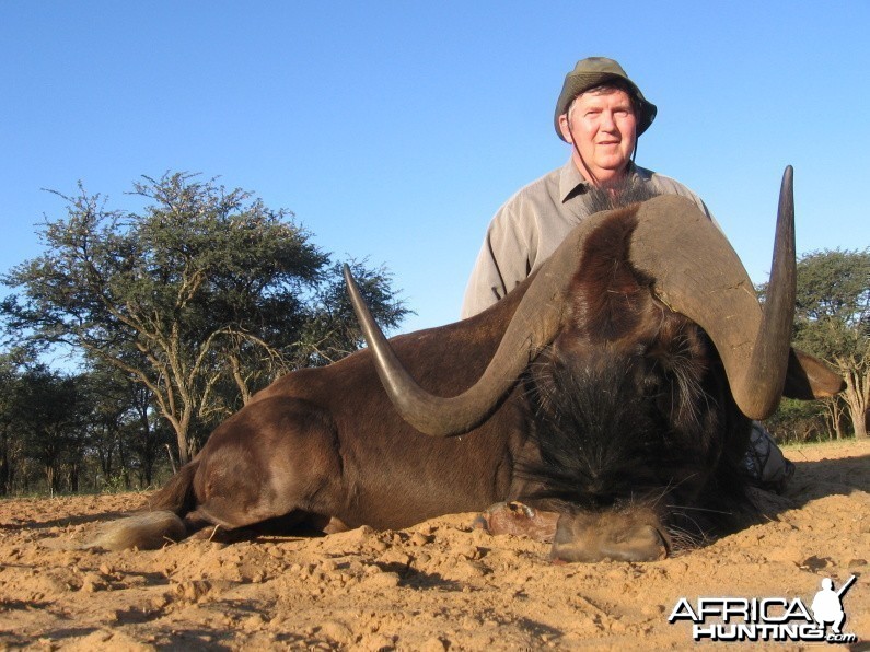 Hunting Black Wildebeest