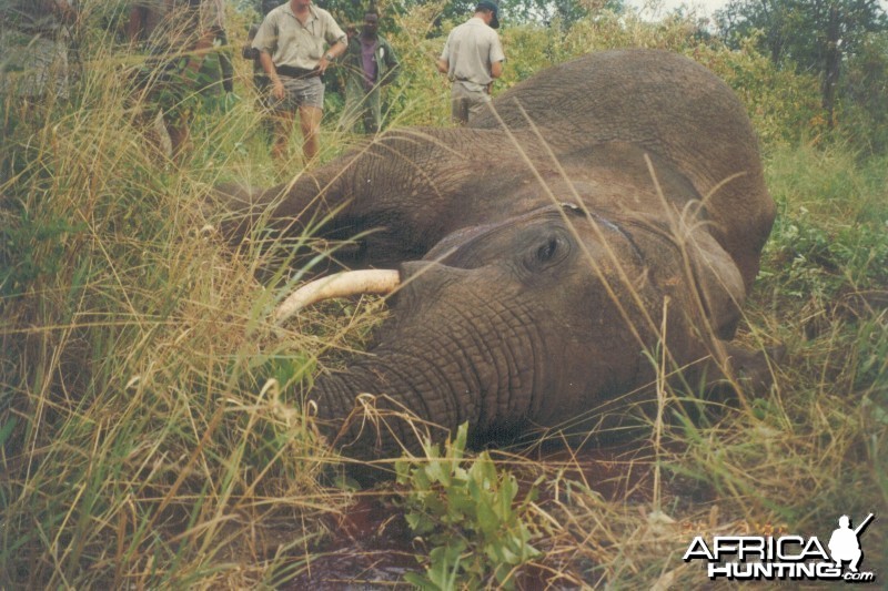 Hunting Elephant