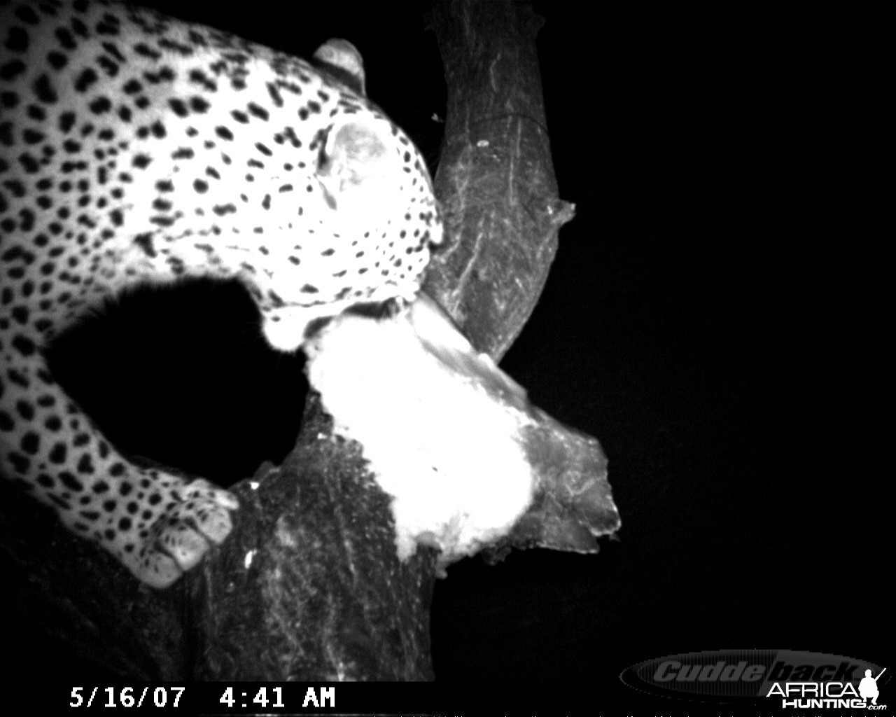 Leopard on Bait at Ozondjahe Safaris Namibia