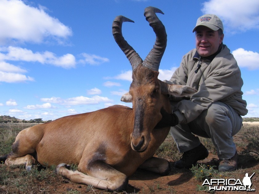 Hunting Red Hartebeest