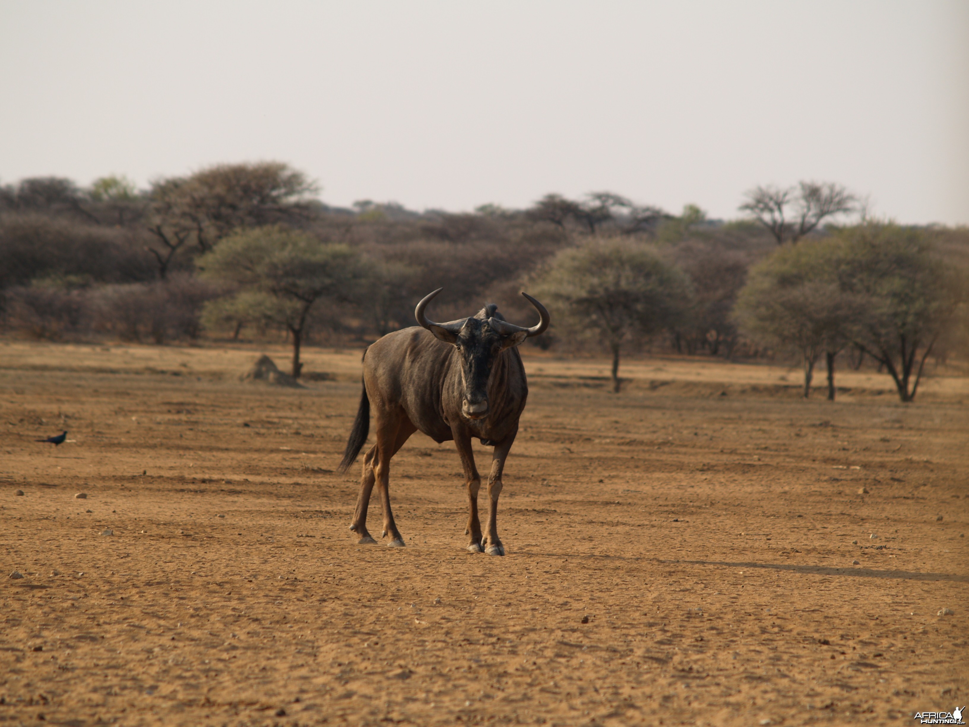 Blue Wildebeest Namibia