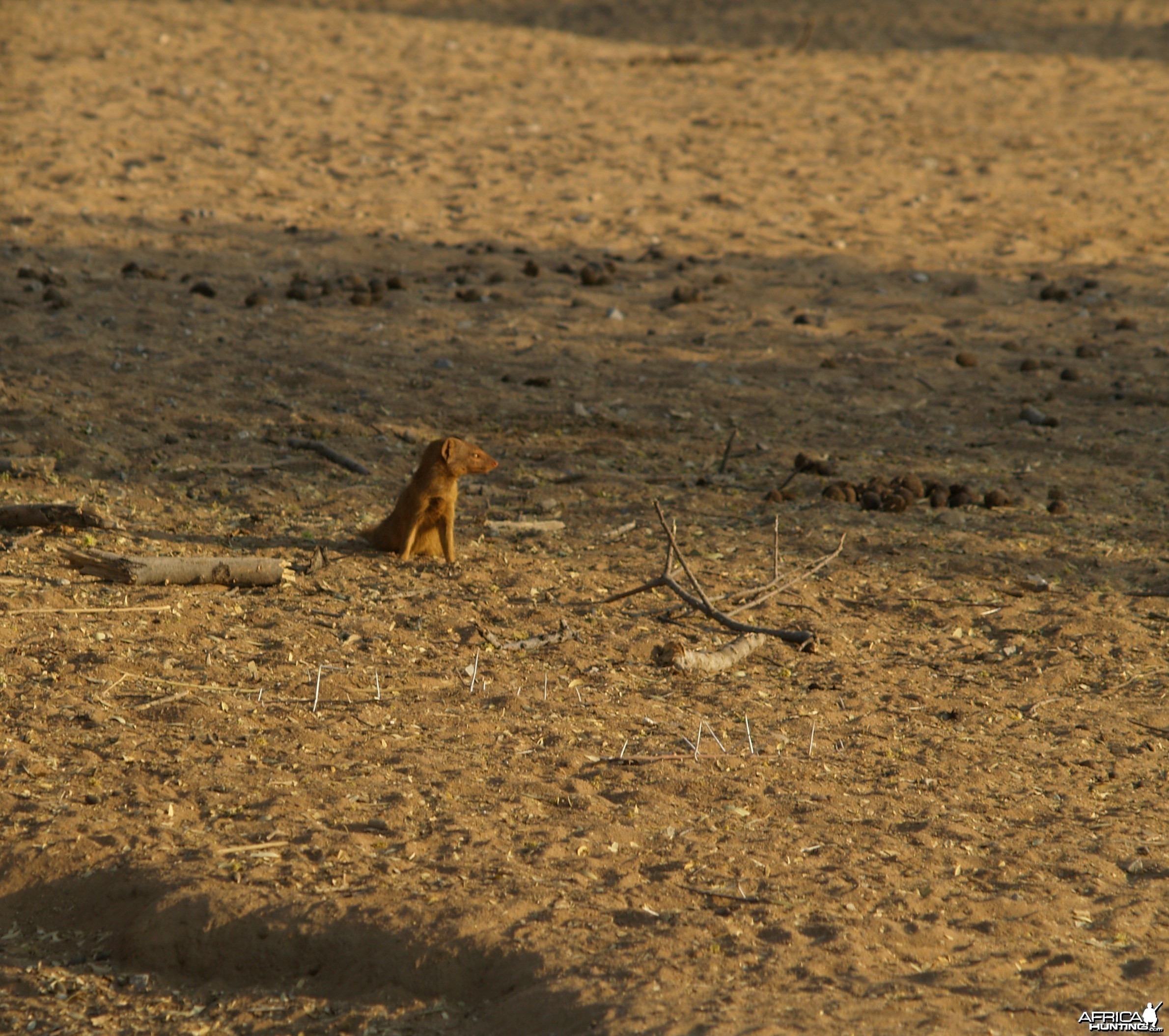 Red Mangoose Namibia