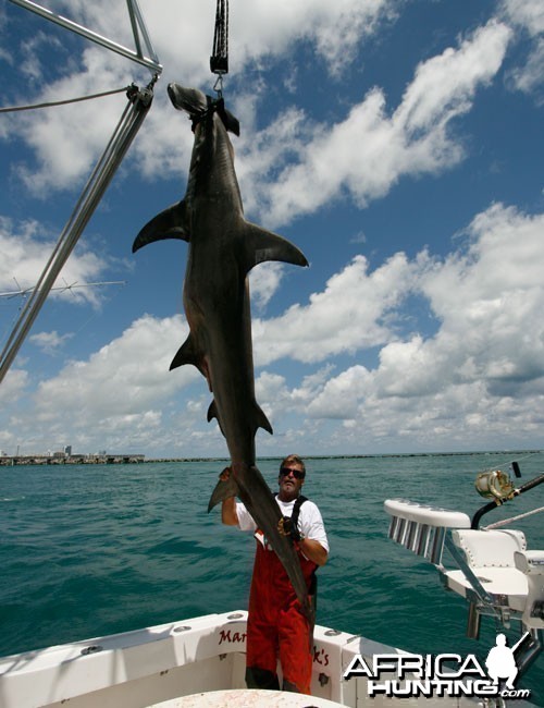 Greater Hammerhead Shark