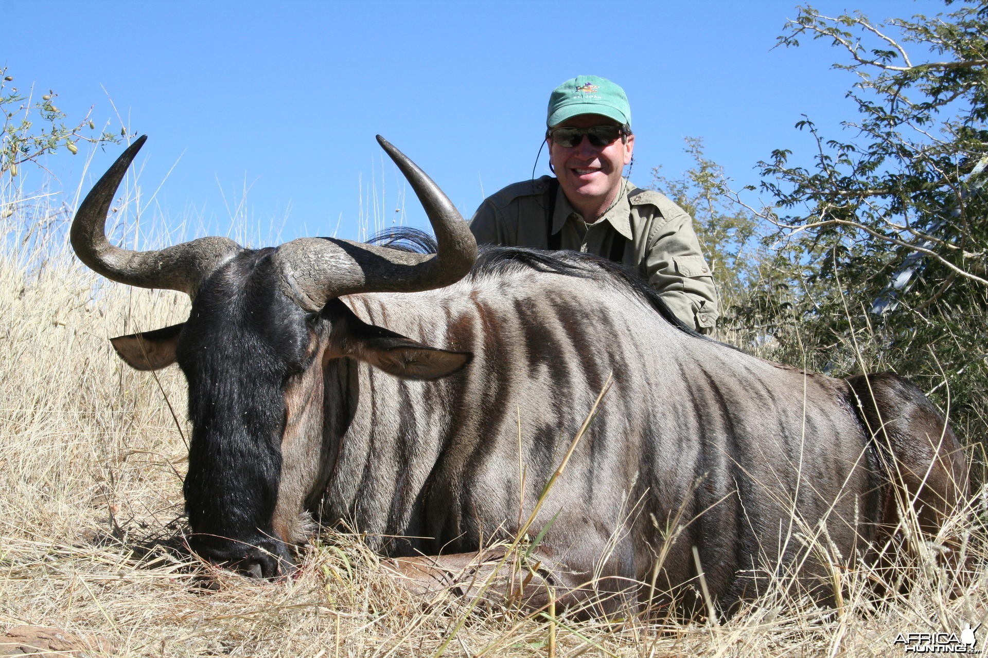 Hunting Wildebeest in Namibia