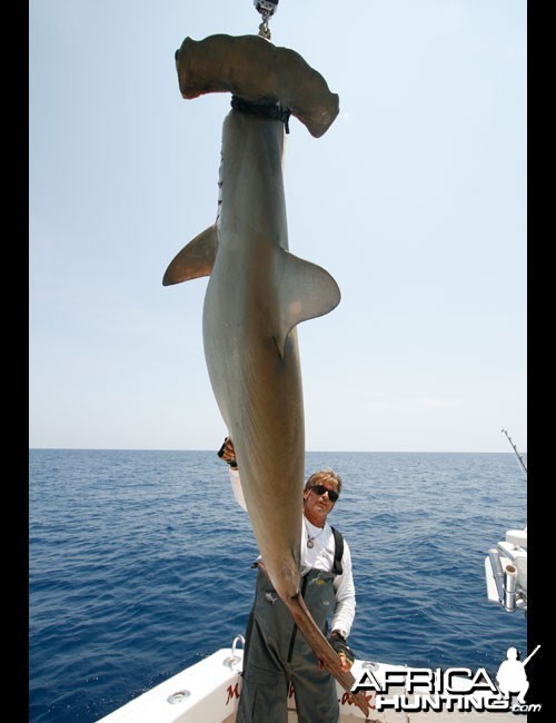 Common Hammerhead Shark