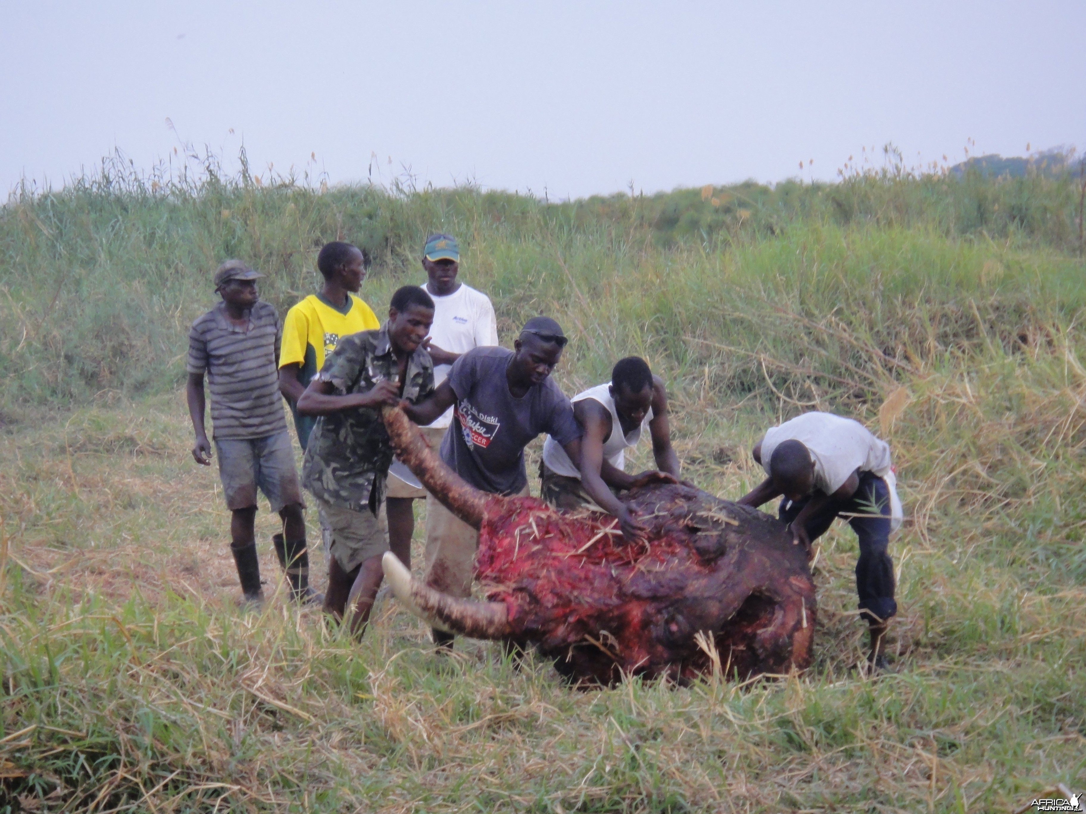 Elephant Skull Caprivi Namibia