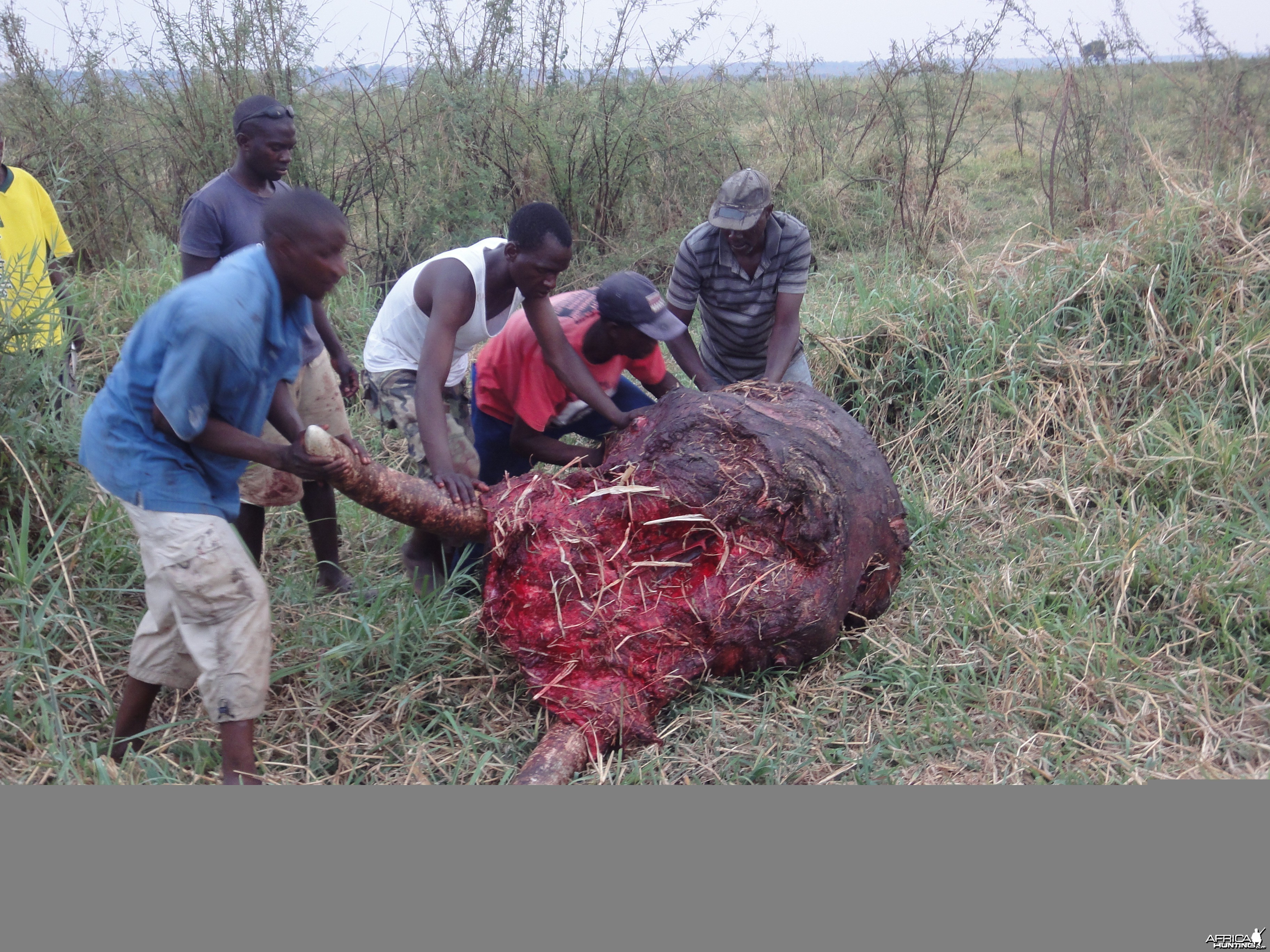 Elephant Skull Caprivi Namibia