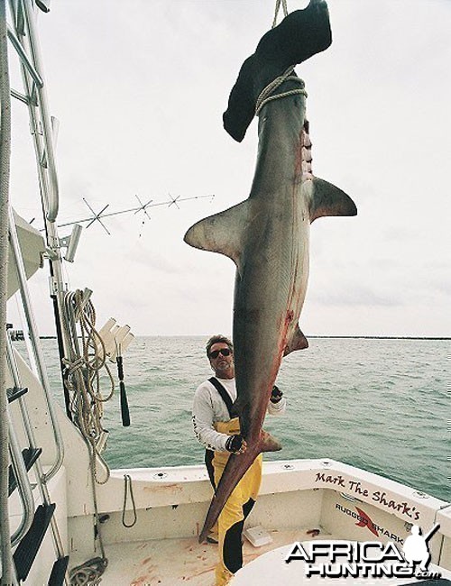 Scallop Hammerhead Shark