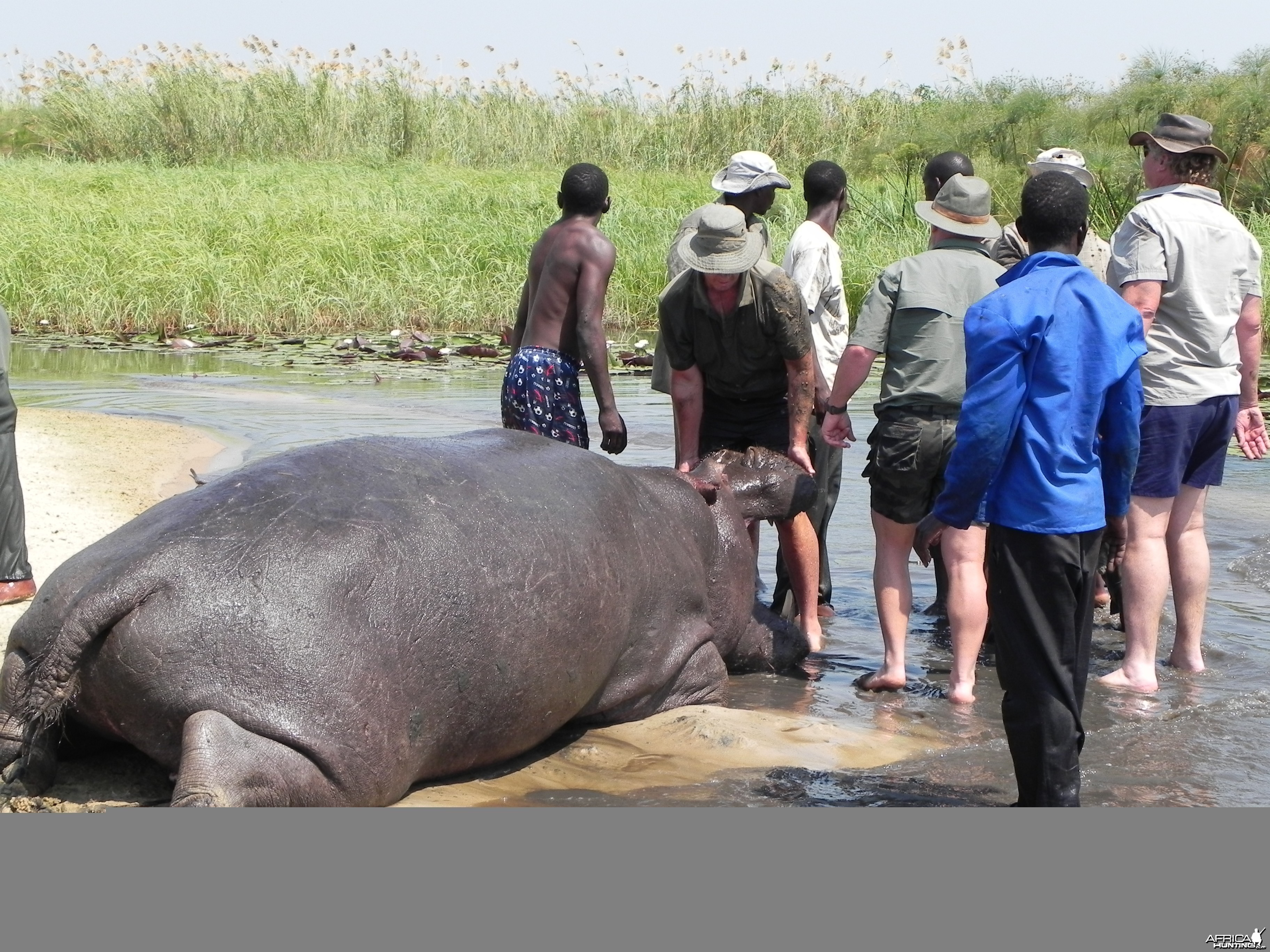 Bringing Hippo on Riverbank Caprivi Namibia