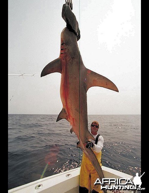 Scallop Hammerhead Shark