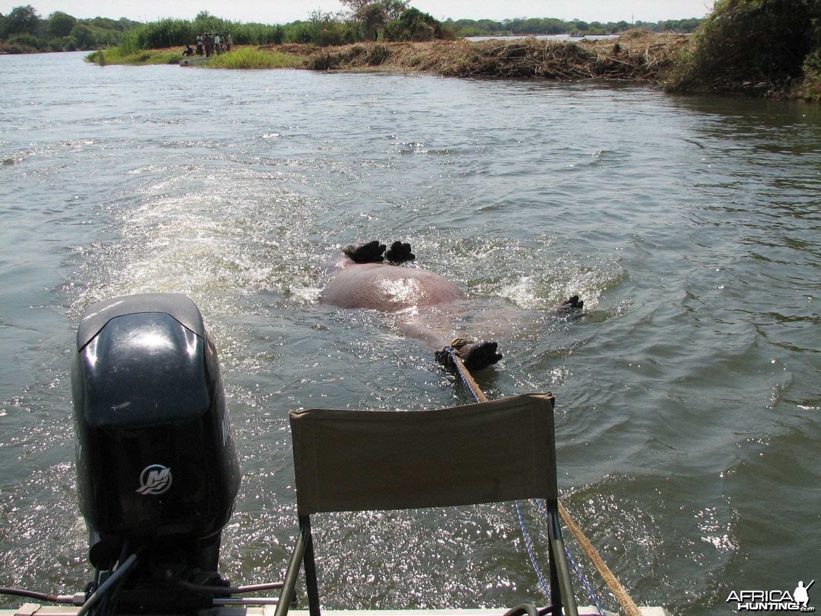 Bringing Hippo on Riverbank Caprivi Namibia